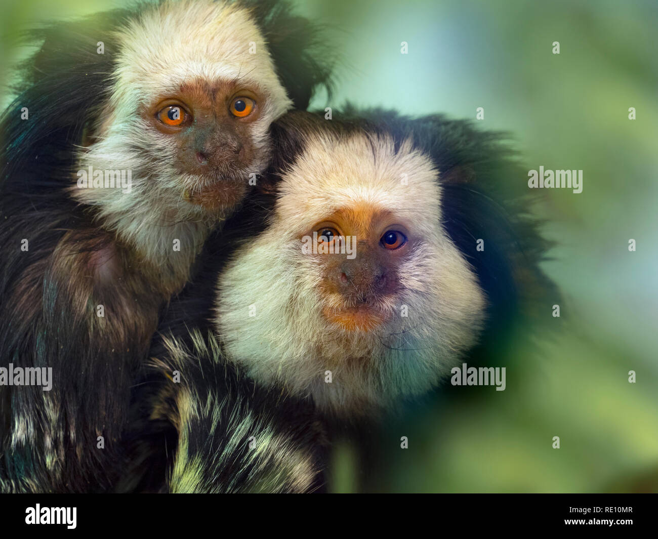 Ouistiti à tête de Geoffroy ou Callithrix geoffroyi ouistiti Banque D'Images