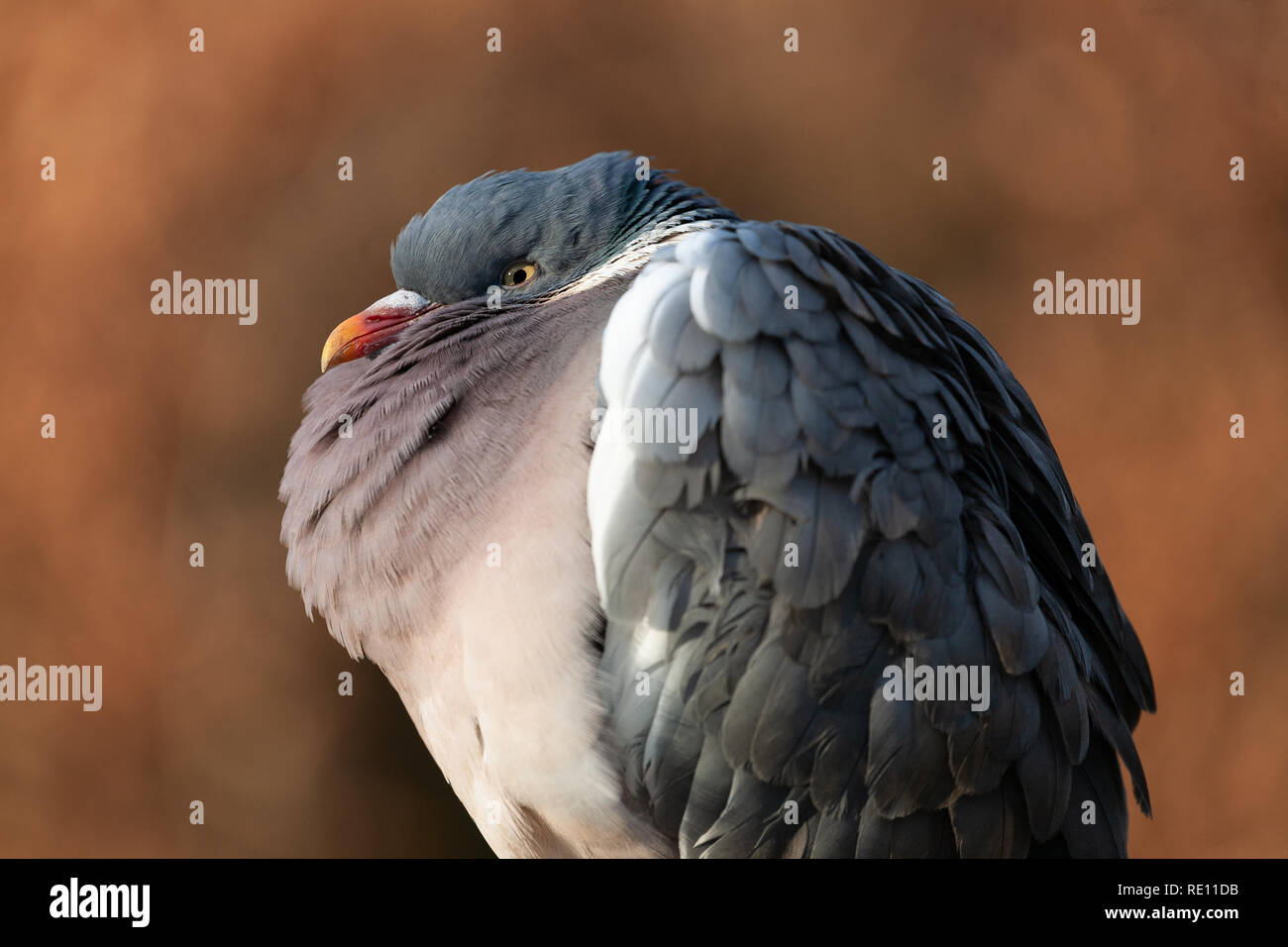 Un grand, grognon à souffler vers le haut de sa poitrine de pigeon Banque D'Images