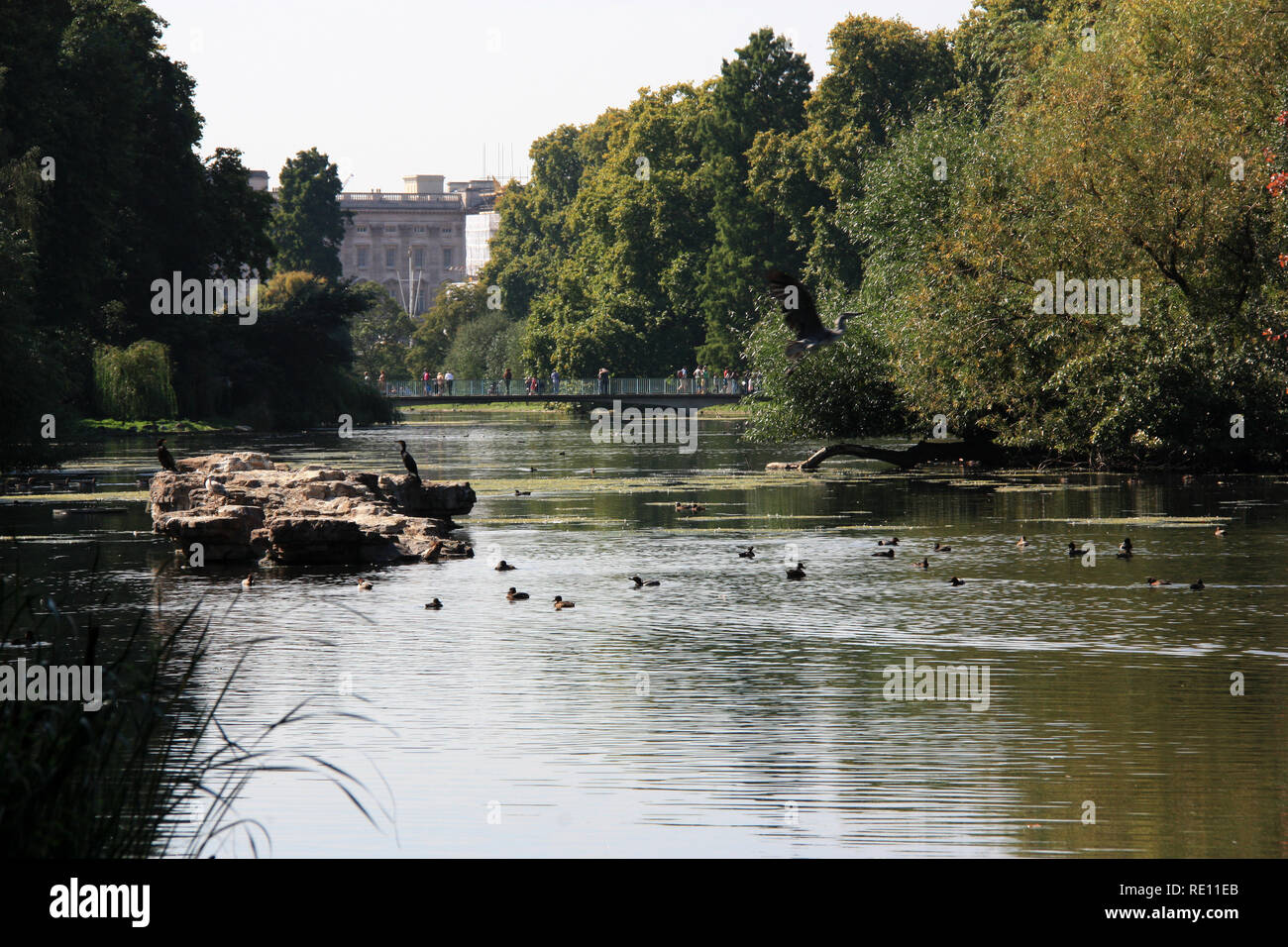 Le palais de Buckingham vu à travers le parc de St James Lake à Londres, Royaume-Uni Banque D'Images
