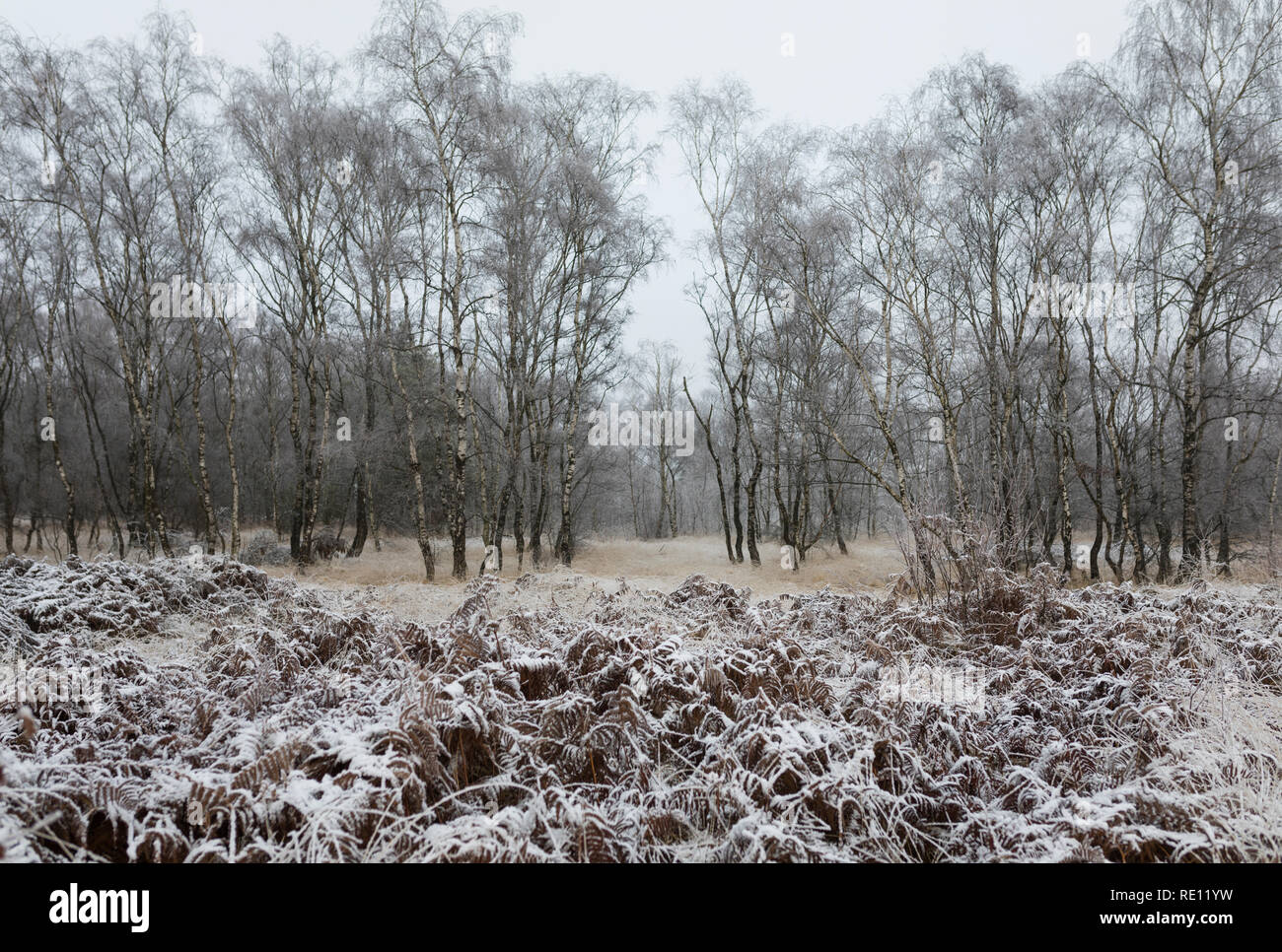 Fougères gelés aux niveaux national Park 'De Groote Peel' forest, l'hiver aux Pays-Bas Banque D'Images