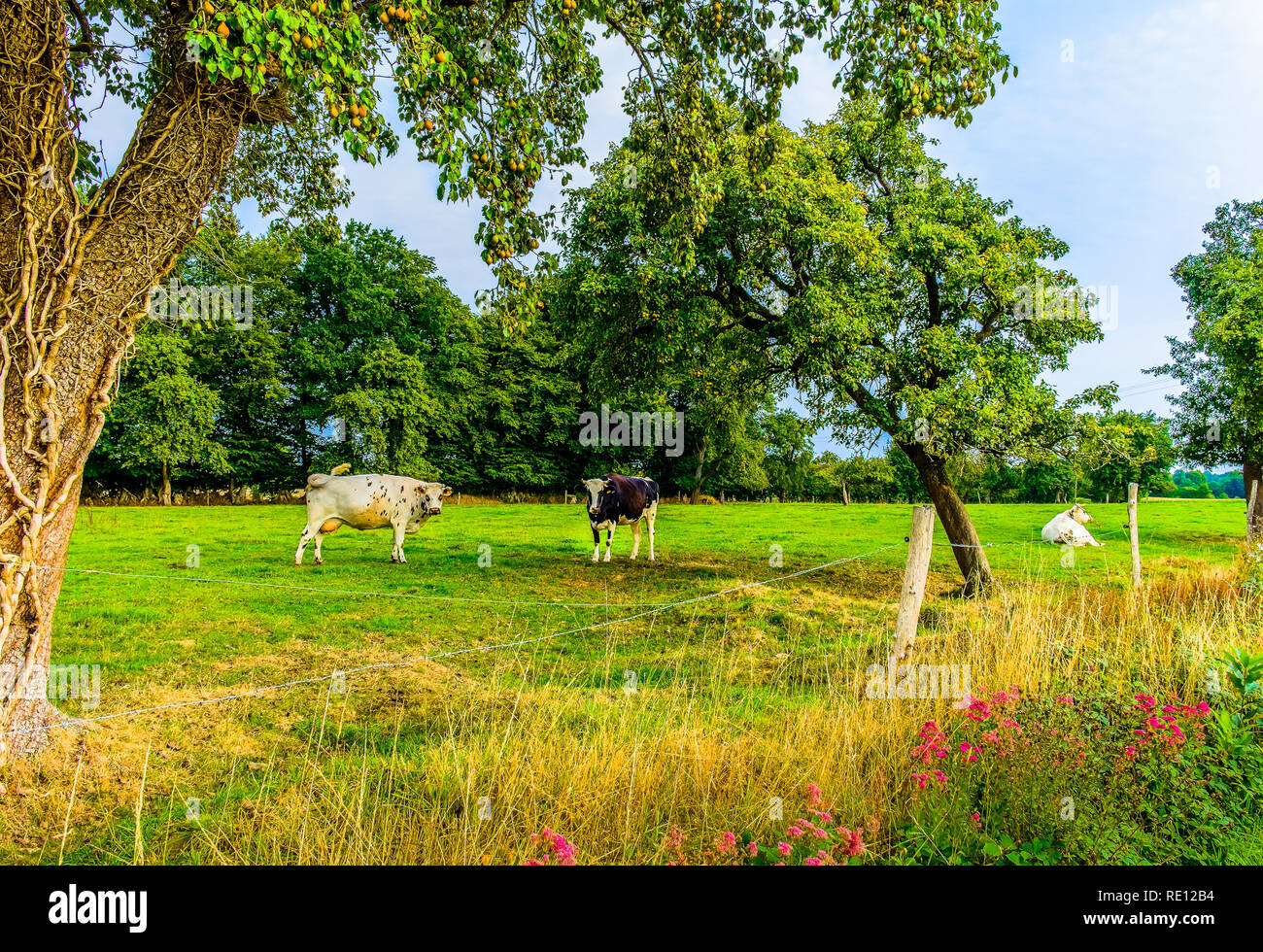 Vaches normandes dans un champ de la campagne de l'Orne en été, Normandie France Banque D'Images