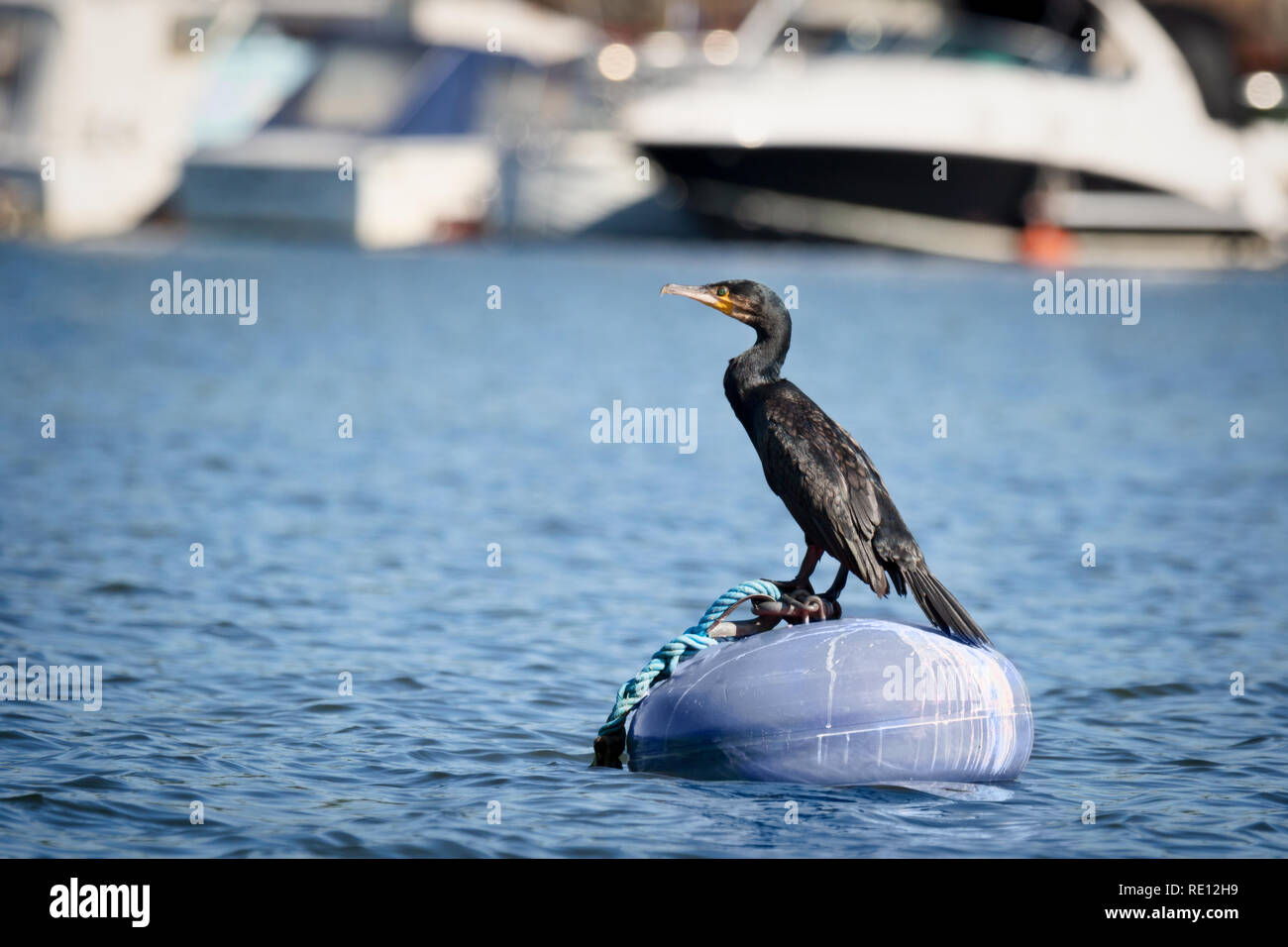 Un cormoran debout sur un rocher à Stockholm Banque D'Images