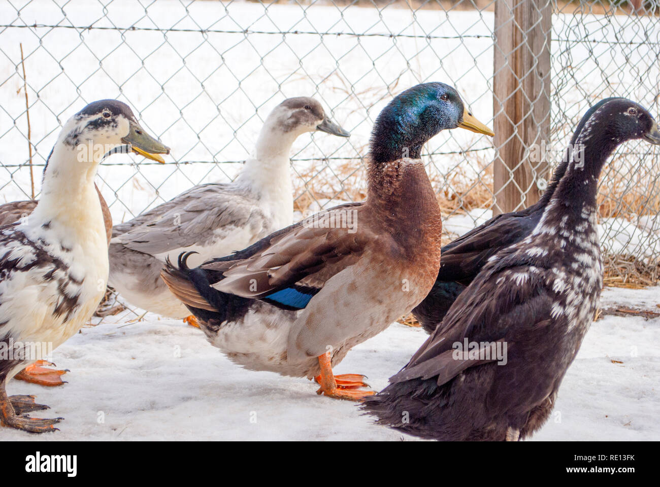 "Joli Garçon" canard mâle entouré de ses femmes Banque D'Images
