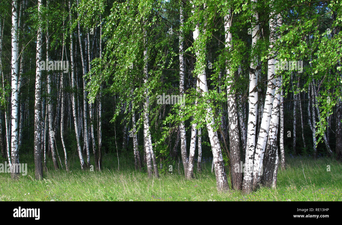Les bouleaux avec de jeunes feuilles dans une forêt d'été Banque D'Images