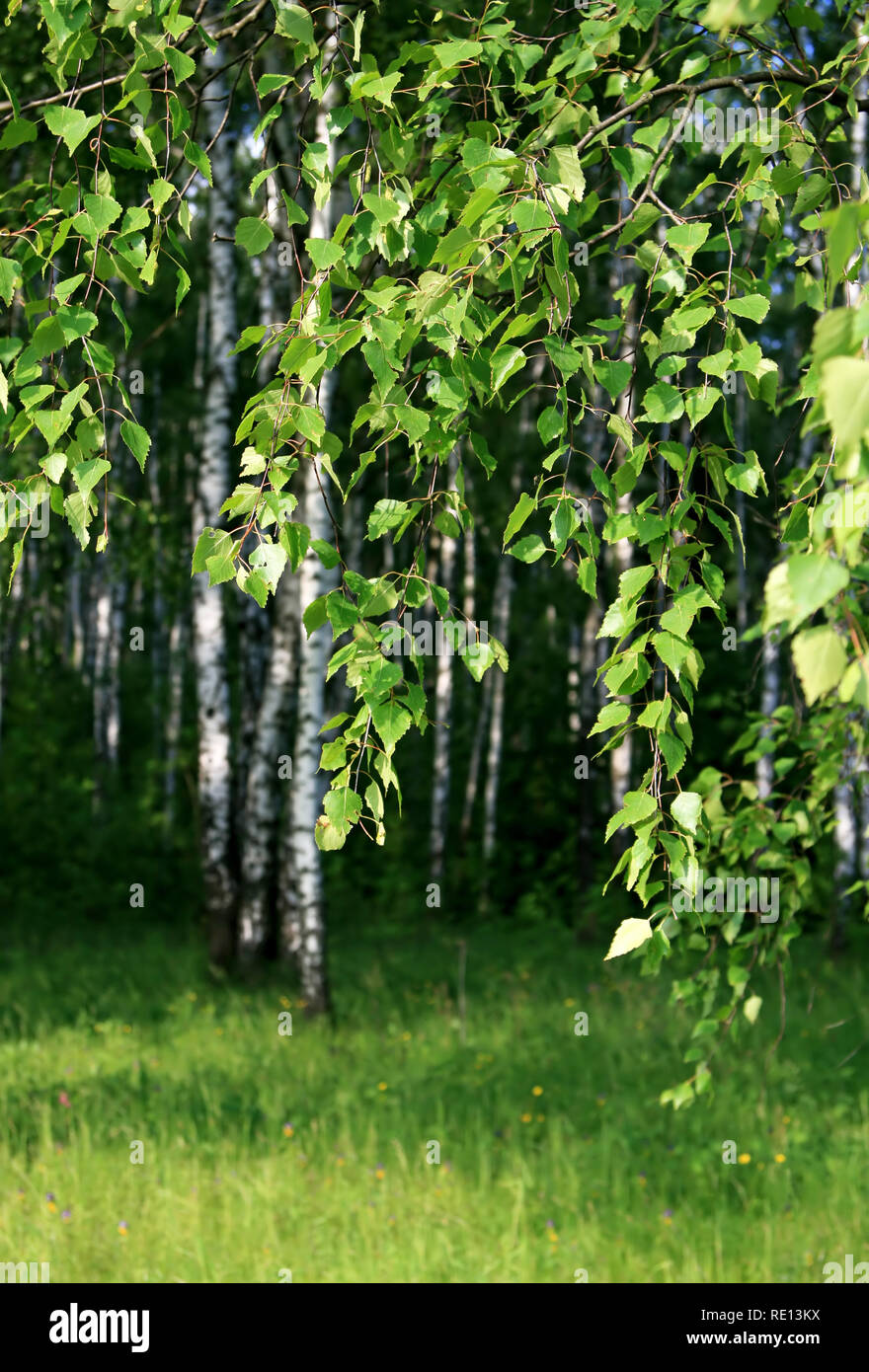 Branche d'un bouleau avec jeunes feuilles sur une forêt d'été Banque D'Images