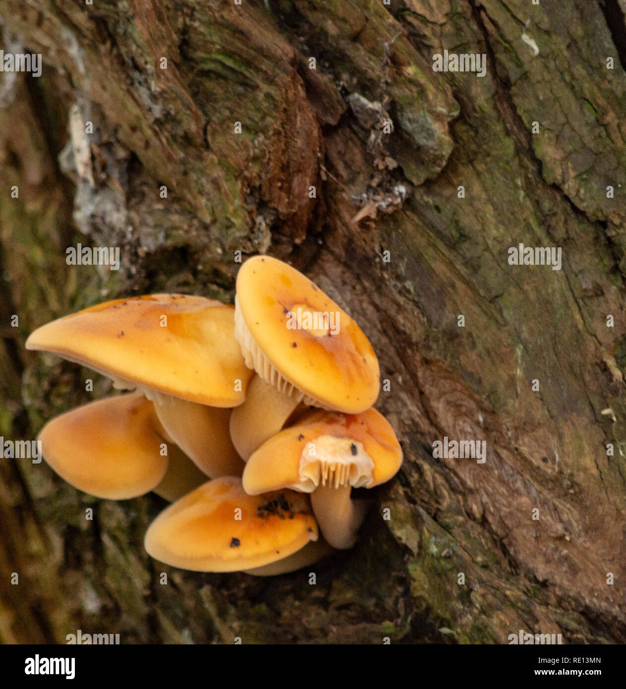 Petits champignons orange, fruit de l'écorce des arbres Banque D'Images