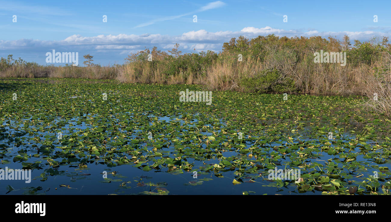 Étang de la promenade de l'anhinga Trail dans le parc national des Everglades près de Homestead, Floride Banque D'Images
