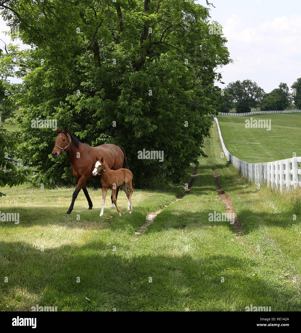 Mère et son poulain dans un champ d'herbe verte et trèfle Banque D'Images