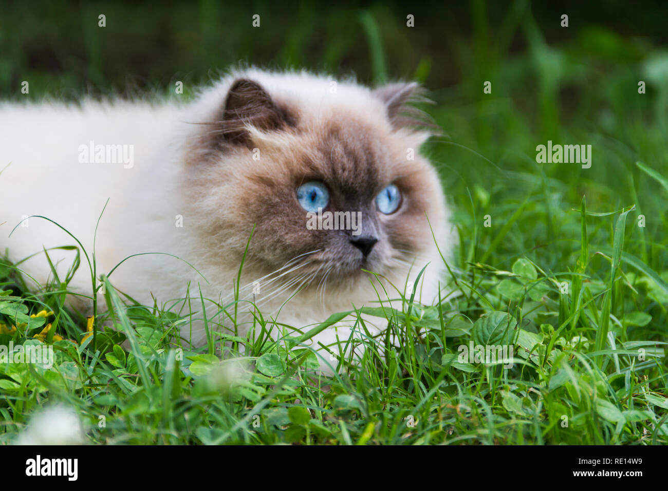 Portrait De Chat Persan Himalayen Sur L Herbe Verte En Ete Photo Stock Alamy Portrait De Chat Persan Himalayen Sur L Herbe Verte En Ete Photo Stock Alamy