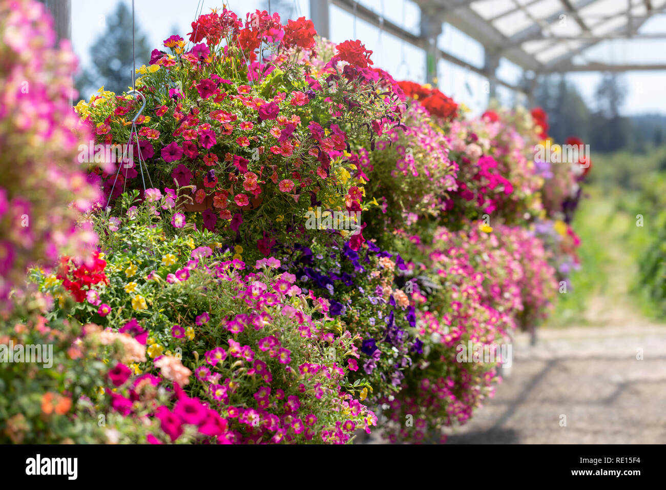 Exposés à la vente des paniers de fleurs dans un centre jardin en été Banque D'Images