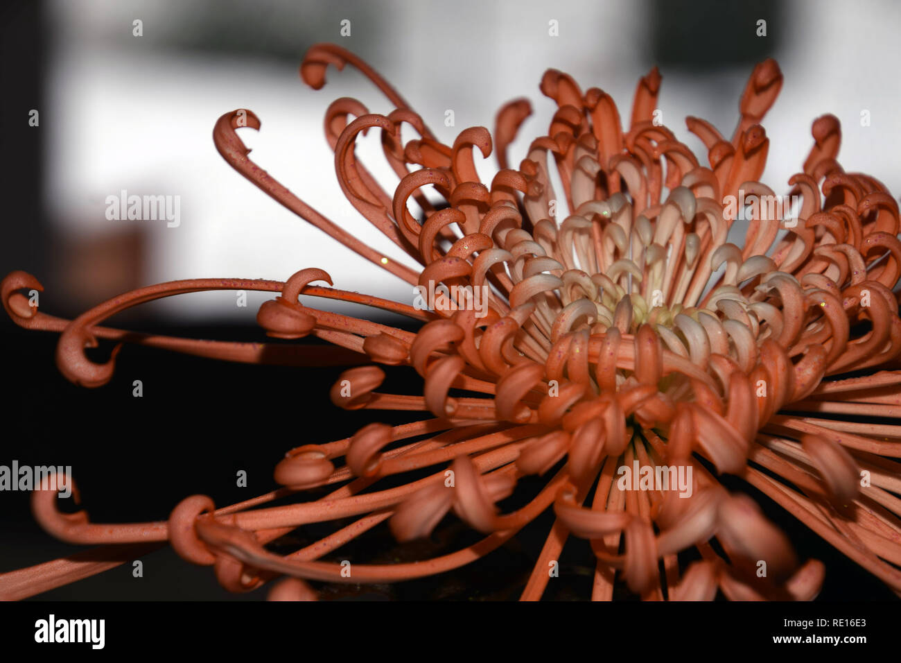 Chrysanths araignée avec les particules et les pétales ressemblent à une pieuvre, chrysanthèmes araignée orange fleur à l'ancienne macro abstract studio shot Banque D'Images