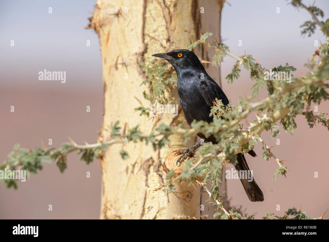 Pale-winged Starling - Onychognathus nabouroup starling, endémique du sud de l'Afrique, le désert de Namib, Sossusvlei, Namibie. Banque D'Images