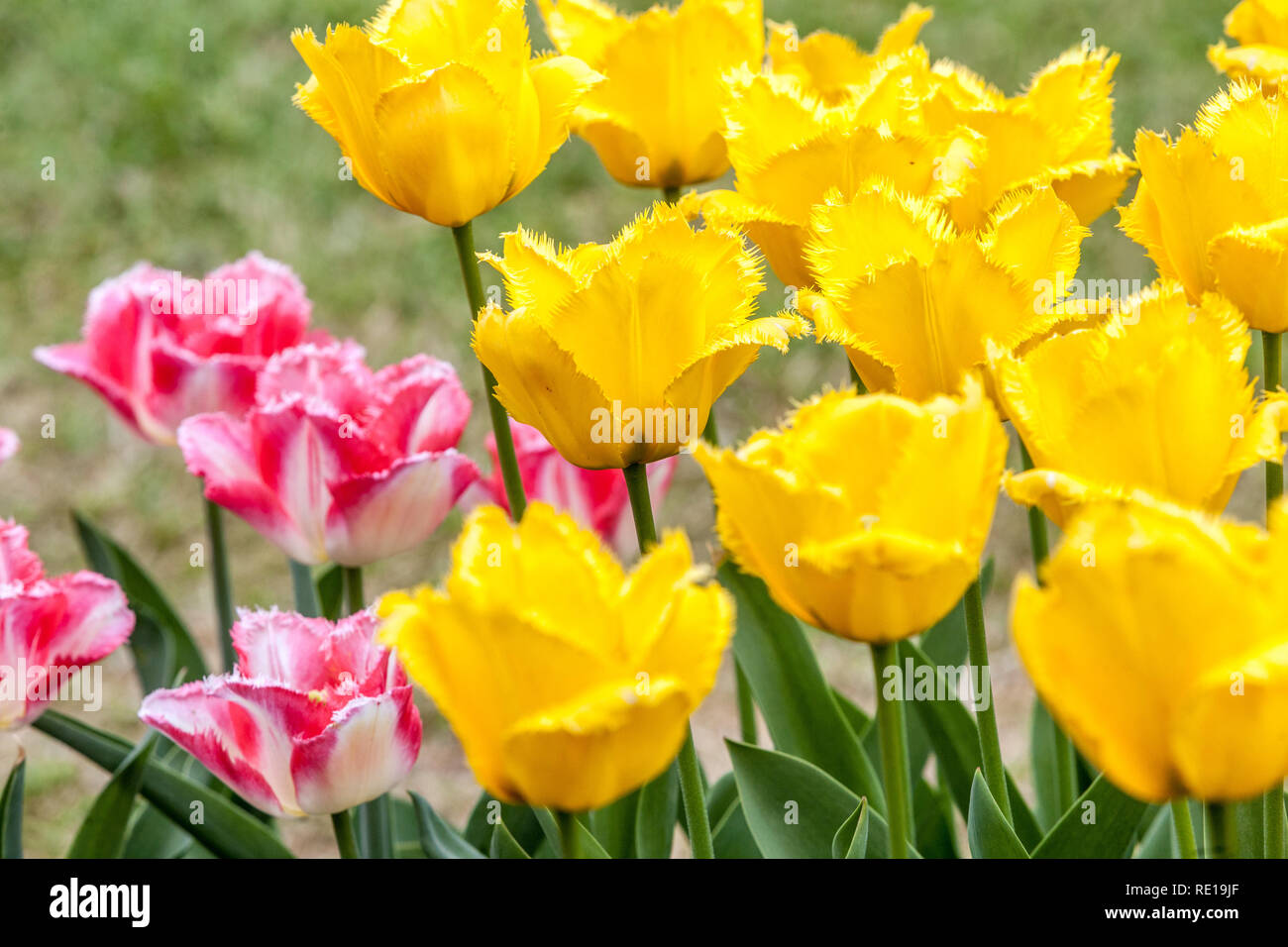 Parterres de fleurs tulipes de jardin colorées, tulipes de printemps jaune, tulipes de jardin rose jaune Banque D'Images