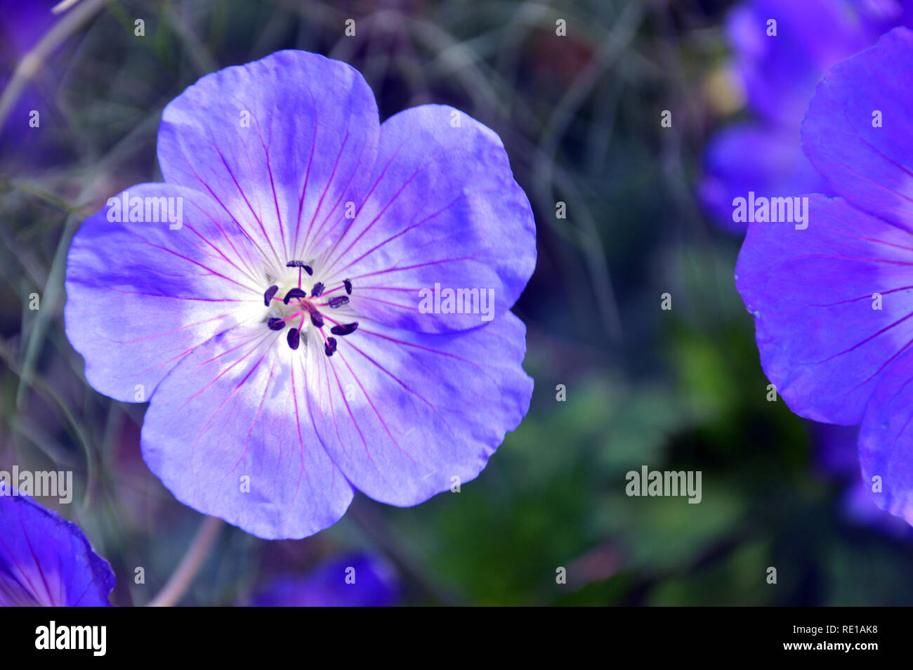 Une lumière unique Blue géranium sanguin Geranium Rozanne 'Gerwat' cultivé dans des frontières de RHS Garden Harlow Carr, Harrogate, Yorkshire. Angleterre, Royaume-Uni. Banque D'Images