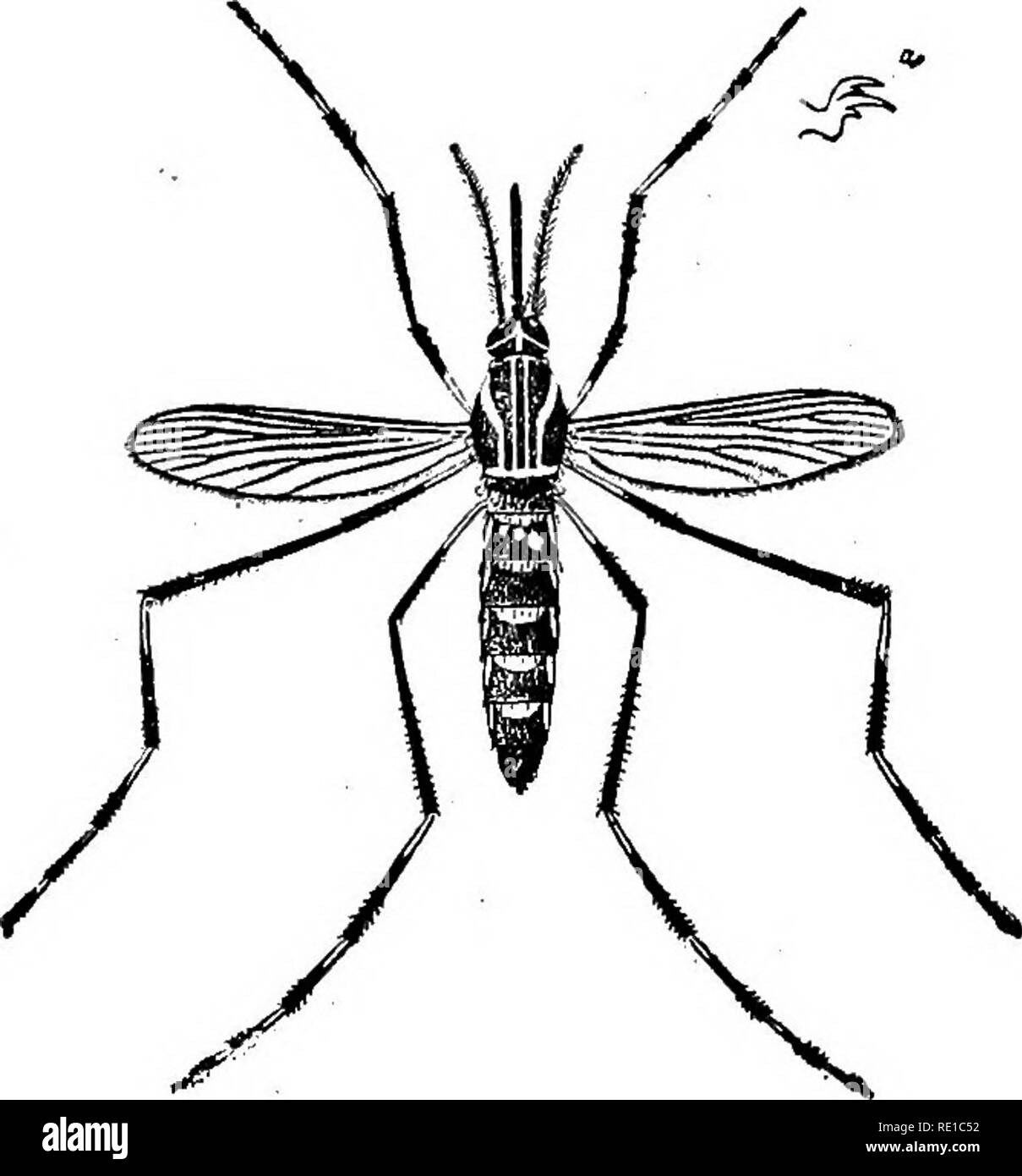 . Un texte-livre sur les protozoaires et les bactéries pathogènes pour les étudiants de médecine et les médecins. Bactériologie ; bactéries pathogènes ; les protozoaires. Fig. 227.-Stegomyia fasciata (Stegomyia calopus) : a, mâle, femelle (B ; après Carroll). fecting et cas secondaires de la fièvre jaune, ont tourné leur attention vers le moustique. Sécuriser les moustiques de Finlay et poursuivre le travail là où il l'avait laissé, ils ont constaté que lorsque les moustiques ,. [Stegomyia fasciata seu calopus) étaient autorisés à mordre les patients souf- fering de fièvre jaune, après un intervalle d'environ douze jours ils *" Annales de la Real Academi Banque D'Images