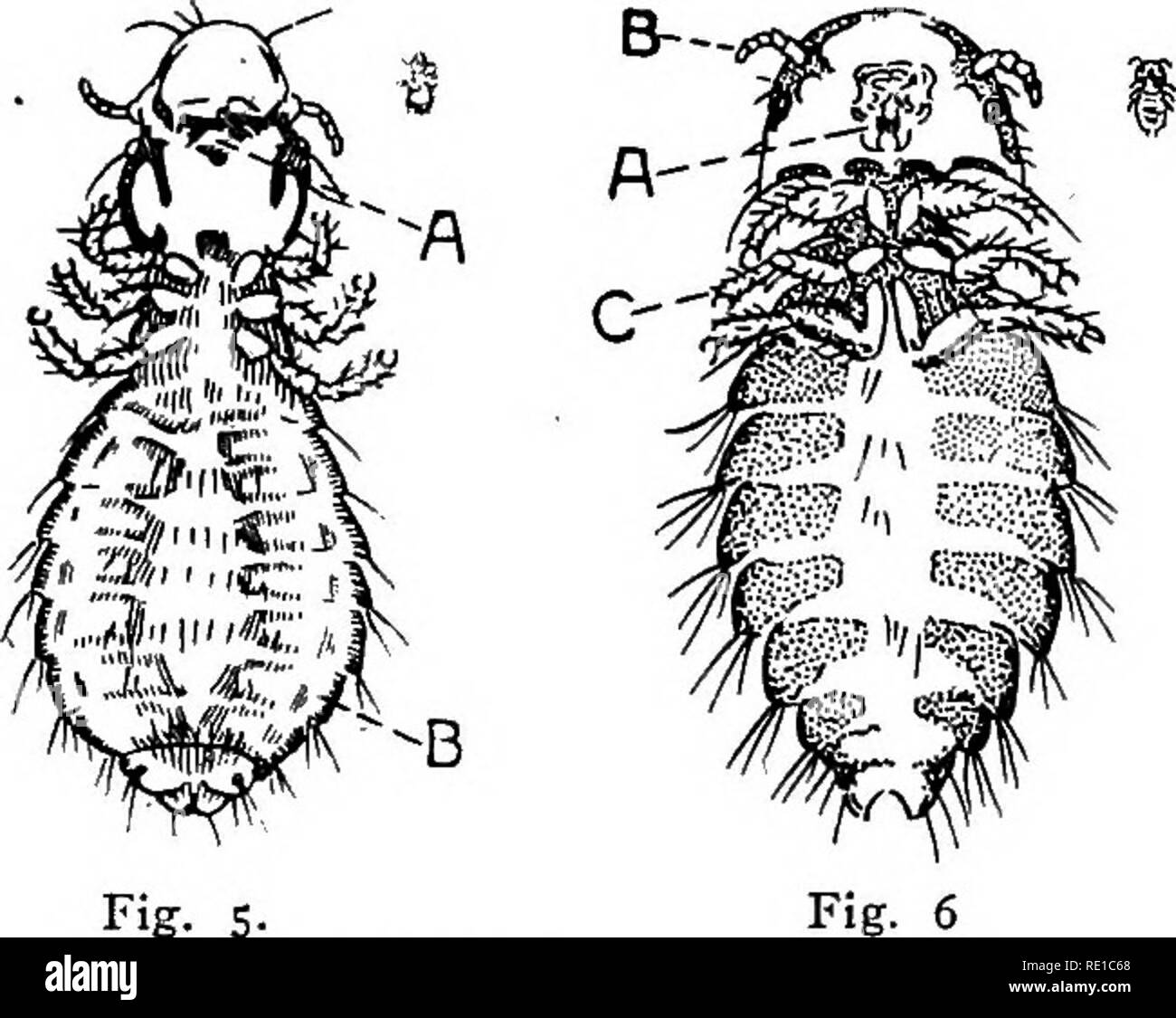 . Maladies des volailles et leur traitement. La volaille. Fig. 5- Fig. 4- Une Hologaster Goniocotes, pièces buccales. B, des antennes. C, brochures sur l'extrémité libre de la jambe. Fig. 5. Un Lipeurus Infuscatus, pièces buccales. B, de l'abdomen. Le dessin à droite o'f chef indique la taille réelle. Fig. 6. Un Goniodes Stylifer, pièces buccales. B, antennes (palpeurs). C, les jambes. Dimensions de la tête de droite indique la taille réelle. Les dindes de poux Goniodes stylifer.- C'est la politique commune de la Turquie pou principal. Sa tête est bien arrondie en avant, plutôt carrée, avec pétoncles derrière ; le thorax est étroit et l'abdomen large et globulaire. Fig. 6 illustrer Banque D'Images