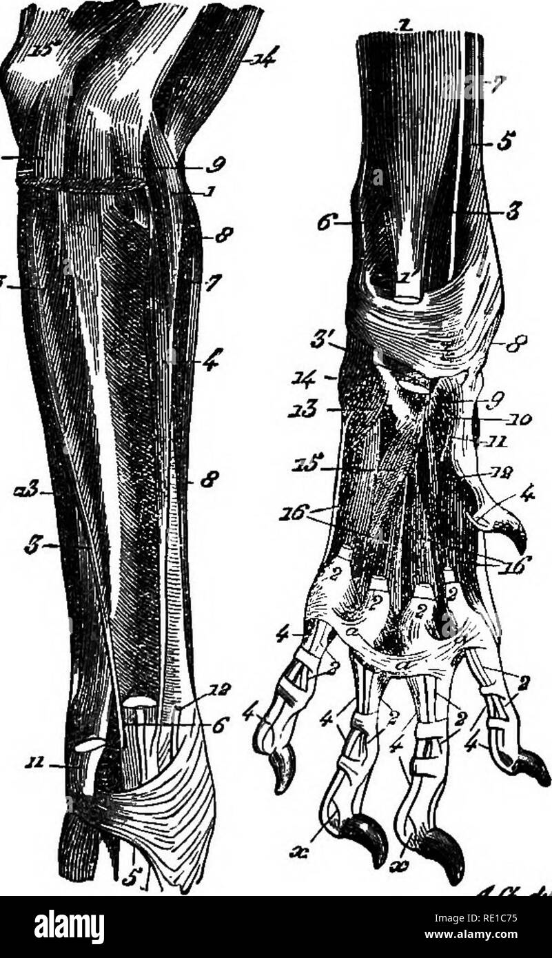 Os De L Avant Bras En 4 Lettres Un traité sur les maladies du chien ; être un manuel de pathologie canine.  Particulièrement adapté pour l'utilisation de vétérinaires praticiens et  étudiants. Les chiens. Face intérieure de l'avant-bras. Face extérieure