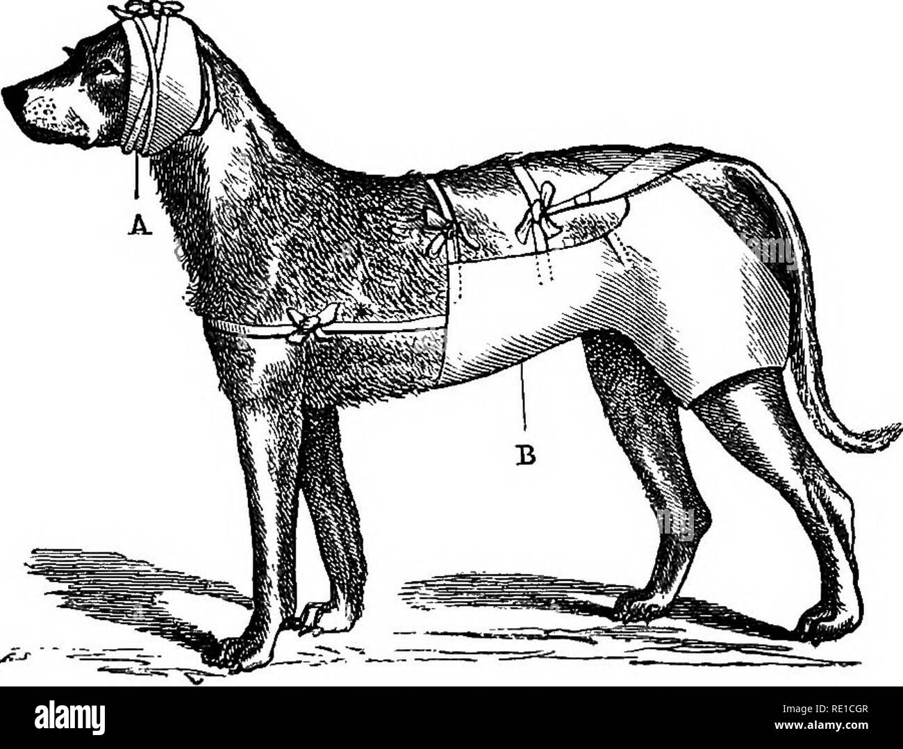 Un traité sur les maladies du chien ; être un manuel de pathologie canine.  Particulièrement adapté pour l'utilisation de vétérinaires praticiens et  étudiants. Les chiens. 24 LES MALADIES DU CHIEN. un