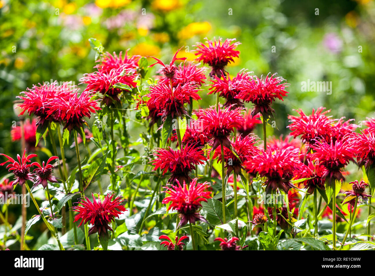 Belle fleur rouge vivace jardin, baume d'abeille, thé Oswego, Beebalm, Bergamot Rouge Monarda Banque D'Images