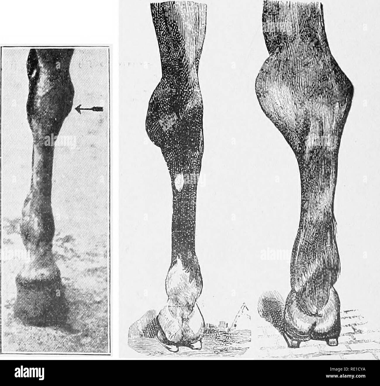 Tumeur Au Jarret Du Cheval 5 Lettres Bog spavin Banque de photographies et d'images à haute résolution - Alamy