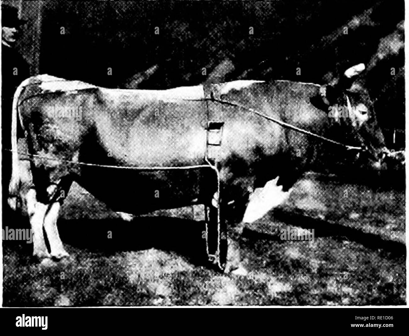 . Une brève revue de l'agriculture et de la forêt de la Norvège et des efforts officiels pour leur avancement. La Norvège. Landbruks departement, l'Agriculture, les forêts et la foresterie. Sondage-rouge taureau. Sizerin flammé vache.. Veuillez noter que ces images sont extraites de la page numérisée des images qui peuvent avoir été retouchées numériquement pour plus de lisibilité - coloration et l'aspect de ces illustrations ne peut pas parfaitement ressembler à l'œuvre originale.. Bjanes, O. T. Kristiania, Grondahl &AMP ; fils Banque D'Images