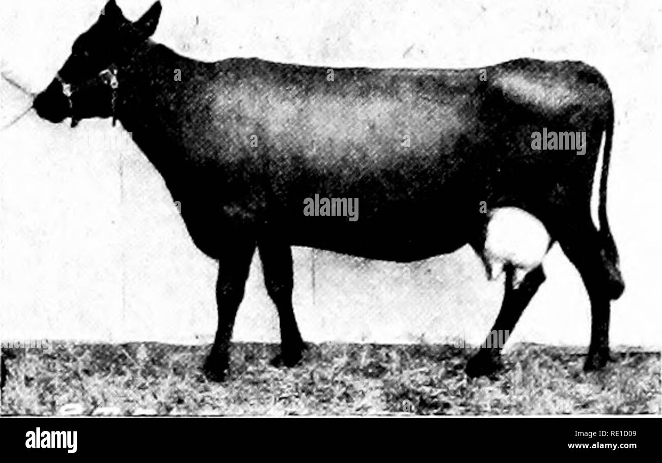 . Une brève revue de l'agriculture et de la forêt de la Norvège et des efforts officiels pour leur avancement. La Norvège. Landbruks departement, l'Agriculture, les forêts et la foresterie. Sondage-rouge taureau. Sizerin flammé vache.. Veuillez noter que ces images sont extraites de la page numérisée des images qui peuvent avoir été retouchées numériquement pour plus de lisibilité - coloration et l'aspect de ces illustrations ne peut pas parfaitement ressembler à l'œuvre originale.. Bjanes, O. T. Kristiania, Grondahl &AMP ; fils Banque D'Images