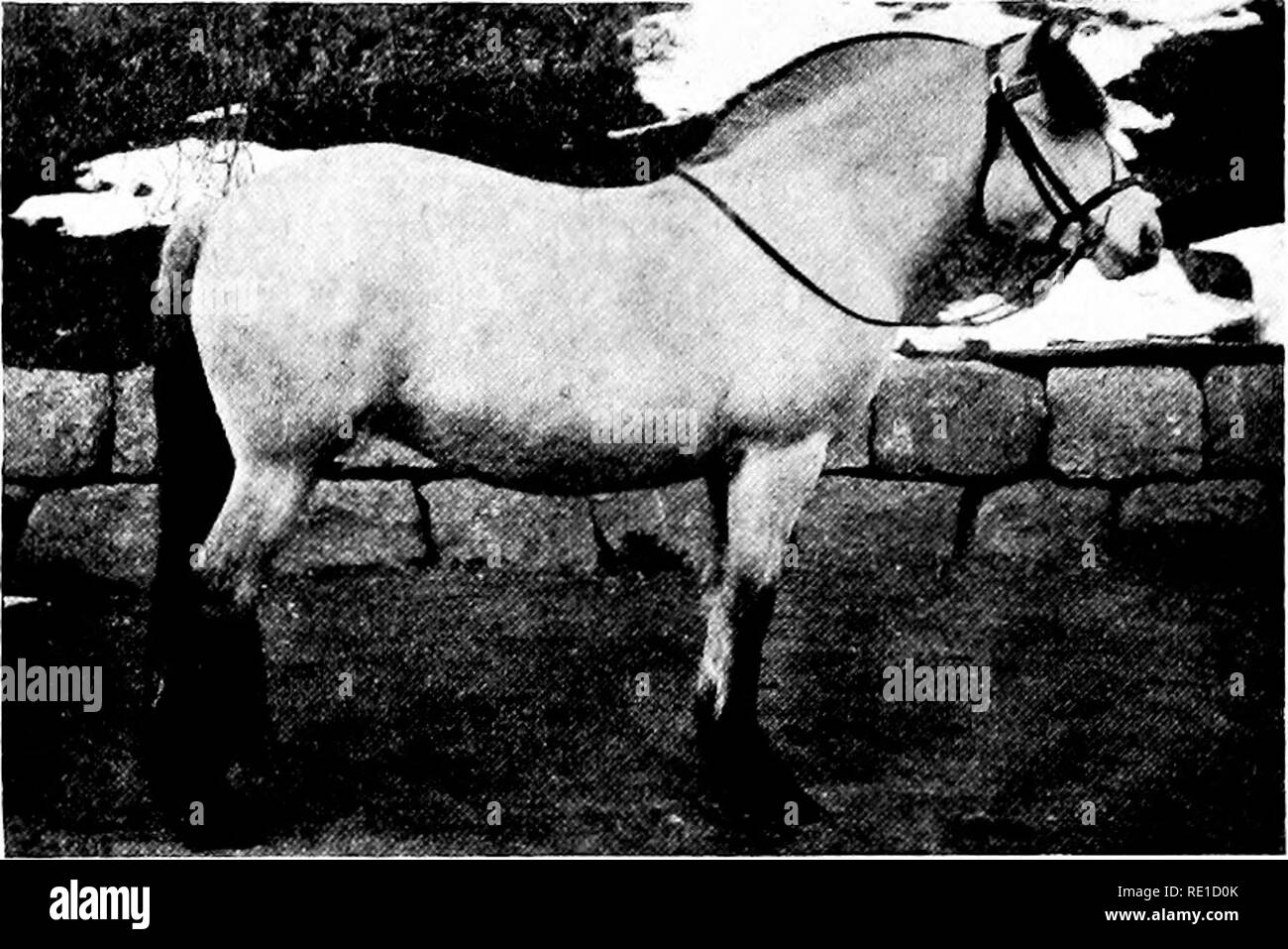 . Une brève revue de l'agriculture et de la forêt de la Norvège et des efforts officiels pour leur avancement. La Norvège. Landbruks departement, l'Agriculture, les forêts et la foresterie. 14. Westland mare. Dans les différentes classes de Live-stock il existe plusieurs races distinctes. Ainsi, il y a 2 différentes races de chevaux, à savoir : l'Eastland- cheval et le cheval de Westland. Le premier est un cheval de taille moyenne, principalement de couleur brune, qui est cultivée principalement dans la partie orientale de la Norvège et dans le district de Trond- accueil. L'étalon sur la hauteur du garrot est d'environ 168 cm. (Le plus grand jusqu'à 17 étalons Banque D'Images