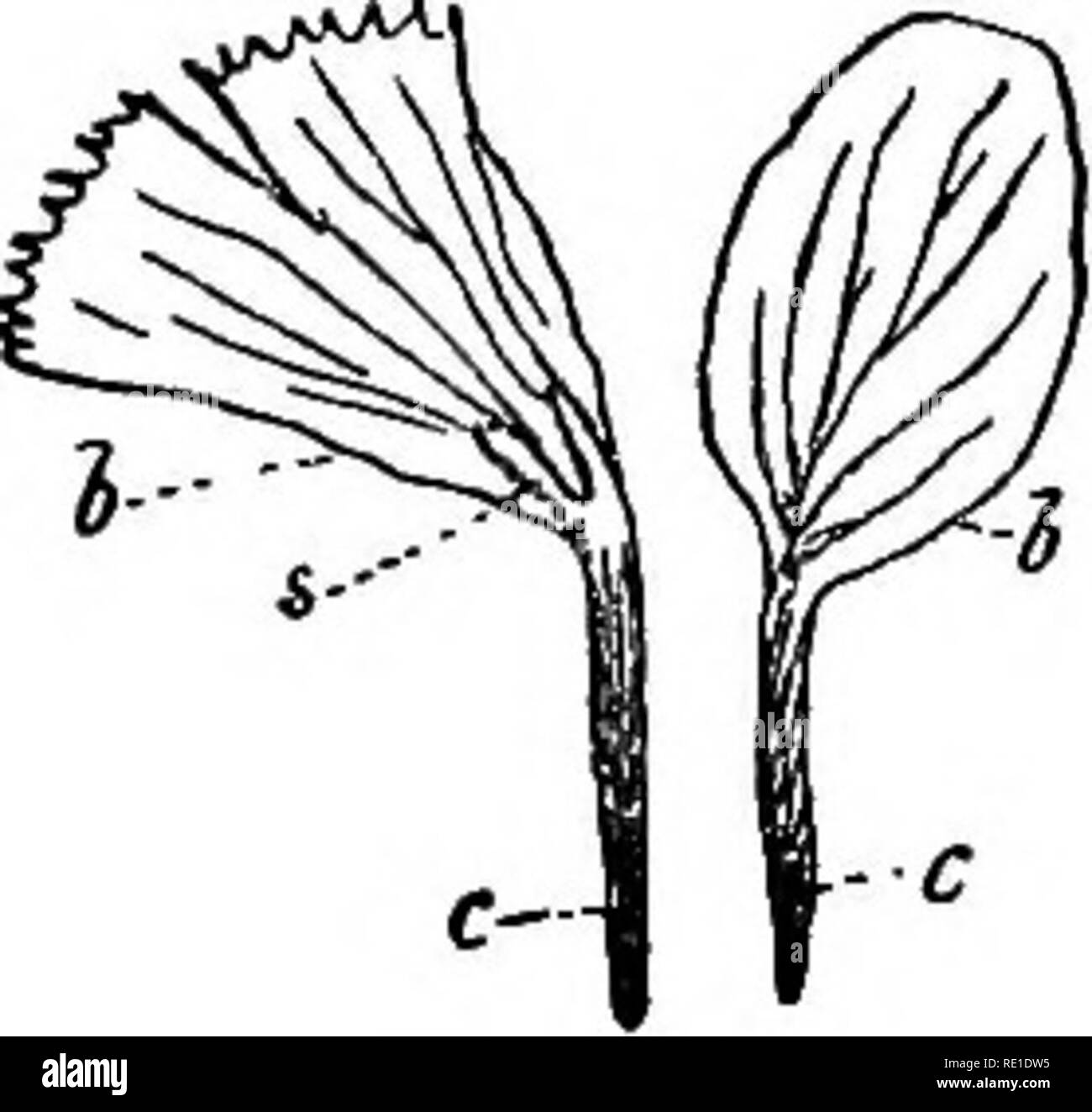 . Un guide pratique pour des plantes de jardin, contenant la description des plus beaux et les plus robustes plantes annuelles et bisannuelles, plantes herbacées vivaces bulbeuses et Hardy, Hardy et de l'eau plantes de marais, la floraison et arbres et arbustes d'ornement, conifères, fougères ; hardy hardy bambous et autres graminées ornementales. Aussi le meilleur autres types de fruits et légumes qui peuvent être cultivés en plein air dans les îles britanniques avec le plein et l'instruction pratique comme à la culture et la propagation. Jardinage ; jardinage ; botanique, économique. Glossaire par biaots, comme dans les aulnes, bouleaux, noisetiers, saules (fig. 7). Caulicle, une petite tige ; Banque D'Images