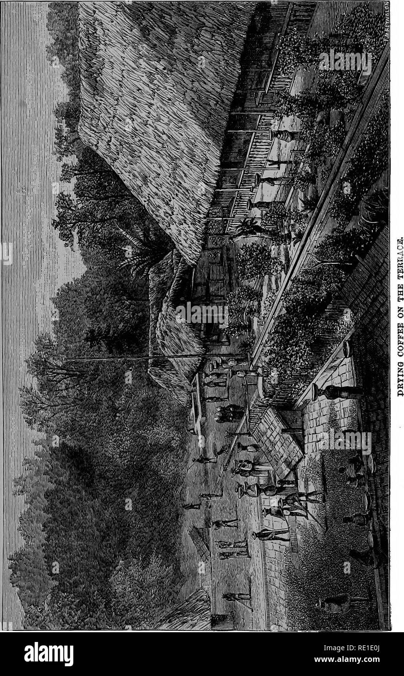 . Plantation de café ; à la tasse. Un bref historique de la production de café et de la consommation. Avec un appendice contenant des lettres écrites au cours d'un voyage à les plantations de café de l'Orient et à travers le café dans les pays consommateurs de l'Europe. Le café. . Veuillez noter que ces images sont extraites de la page numérisée des images qui peuvent avoir été retouchées numériquement pour plus de lisibilité - coloration et l'aspect de ces illustrations ne peut pas parfaitement ressembler à l'œuvre originale.. Thurber, Francis Beatty, 1842-1907. New York, l'épicier américain publishing association Banque D'Images
