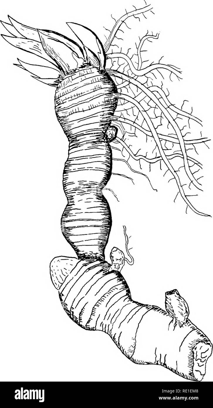. La culture des plantes ; un livre à la main, travail de la pratique quotidienne pour tous ceux qui poussent la floraison et des plantes ornementales dans le jardin et en serre. Jardinage ; les serres. Plantes vivaces rustiques. 207. Veuillez noter que ces images sont extraites de la page numérisée des images qui peuvent avoir été retouchées numériquement pour plus de lisibilité - coloration et l'aspect de ces illustrations ne peut pas parfaitement ressembler à l'œuvre originale.. Oliver, George Watson, 1858-1923. New York, A. T. De La Mare , Impression et édition Co.,Ltd. Banque D'Images