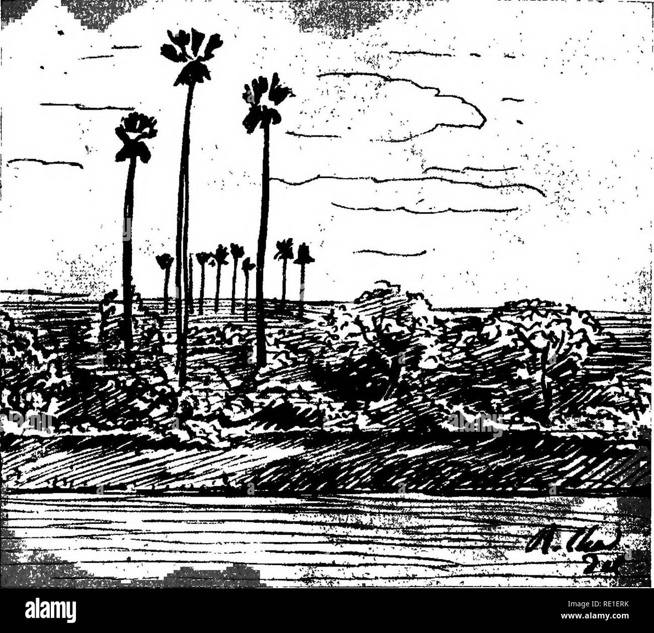 . La biologie des plantes ... L'écologie de la plante. 204 BIOLOGIE DES PLANTES. Fig. 121. - Passage de Chaco paraguayen, pays d'inondation, avec les grandes palmeraies (Covernicia australisj^ ; les Capparidac es, arbres 4 couronne arrondie (Crataeva Tapia), et les brousses k Acacia Cavenia myrm plante,^cophile. Dess. de R. C. perp gestion^tuel, each equilibre est instable, et ce que nous appelons " la permanence * n'est peut-itre qu'un ^tat transitoire. * Aujourd'hui, la plupart des naturalistes s'est^ralli e k. la thdorie de Huber et Buscauoni qui dit que les fourmis'arbori- coles ne rendent aucun servic Banque D'Images