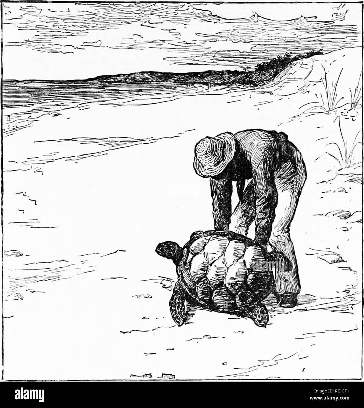 . Le monde de la vie animale. Zoologie. SQUAMATA 285 et autres) sont à l'affût de ces friandises, et beaucoup d'entre eux s'arrachent avant qu'ils ne peuvent acquérir de l'abri. Capturer une tortue des vagues. Mais ces animaux se multiplient si rapidement qu'il est probablement nécessaire que leur nombre devrait être gardé sous. SQUAMATA tandis que les lézards, caméléons, serpents et relèvent de l'un ordre Squamata, les deux derniers sont séparés de l'ancienne comme sous-ordres. Elles sont toutes, cependant, une partie de la grande groupe Lézard,. Veuillez noter que ces images sont extraites de la page numérisée des images qui peuvent hav Banque D'Images