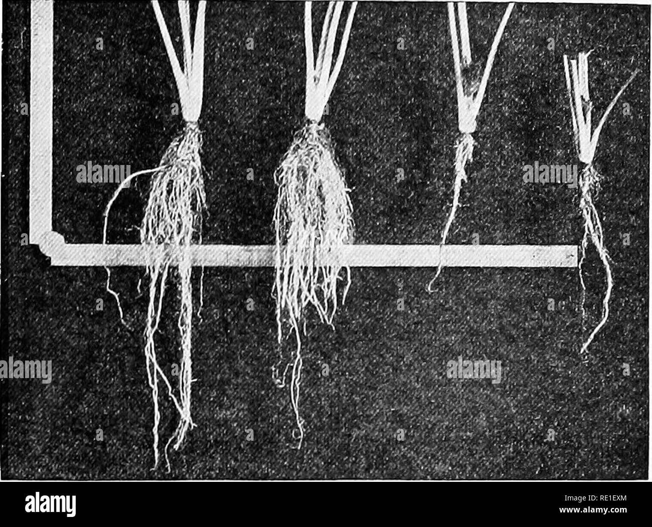 . Principes de la culture des plantes ; an elementary treatise conçu comme un texte-livre pour les débutants dans l'agriculture et l'horticulture. L'horticulture, la botanique. La racine et le sol. 75 de fumier décomposé sous la surface du sol sont généralement pénétré à travers et à travers avec des fines racines ramifiées- ; et les fragments d'os dans le sol sont souvent un tapis On entoura de délicates de radicelles. Ces matériels pédagogiques fournir nourriture végétale en abondance. Racines qui pénètrent dans les couches plus profondes et plus compacte du sol, d'autre part, et ceux dans les sols secs et pauvres, sont généralement peu ramifié. Il est clair, à cet effet Banque D'Images . Principes de la culture des plantes ; an elementary treatise conçu comme un texte-livre pour les débutants dans l'agriculture et l'horticulture. L'horticulture, la botanique. La racine et le sol. 75 de fumier décomposé sous la surface du sol sont généralement pénétré à travers et à travers avec des fines racines ramifiées- ; et les fragments d'os dans le sol sont souvent un tapis On entoura de délicates de radicelles. Ces matériels pédagogiques fournir nourriture végétale en abondance. Racines qui pénètrent dans les couches plus profondes et plus compacte du sol, d'autre part, et ceux dans les sols secs et pauvres, sont généralement peu ramifié. Il est clair, à cet effet Banque D'Images