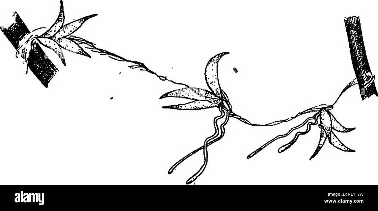 La Biologie Des Plantes Lécologie De La Plante Vfeg