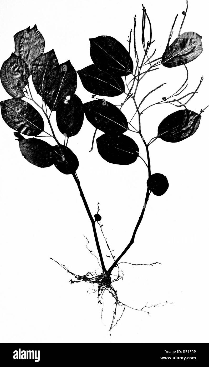 . Les phanérogames marines des îles Juan Fernandez. La botanique. Nat. Hist. Juan Fernandez et Pâques Isl. Tome II. Io de la plaque.. Veuillez noter que ces images sont extraites de la page numérisée des images qui peuvent avoir été retouchées numériquement pour plus de lisibilité - coloration et l'aspect de ces illustrations ne peut pas parfaitement ressembler à l'œuvre originale.. Skottsberg, Carl, 1880-1963 ; Skottsberg, Carl, 1880-1963. Histoire naturelle de Juan Fernandez et l'île de Pâques, c. 2, pt. 2. Banque D'Images