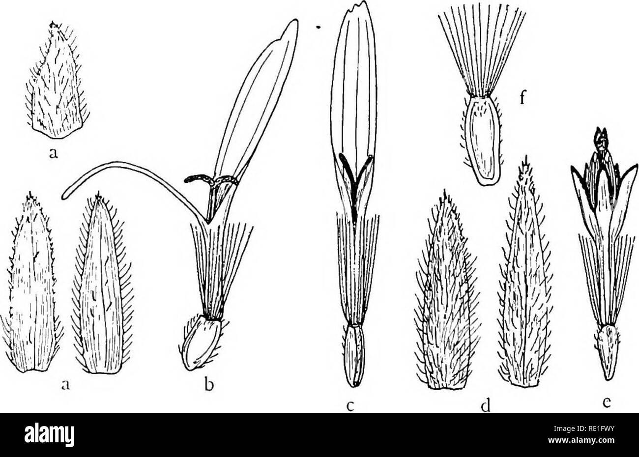 . Les phanérogames marines des îles Juan Fernandez. La botanique. i86 CARL SKOTTSBERG metiens, ceterae 4-5 X 1 - 1,2 mm, lanceolatae acutae, denticulatae, dense, dorso ; hirsutae intimae, subglabrae solum margine non scariosae ciliatae nee dense et denticulatae. Flores $ albi, cria, 9 mm longi, limbo angusto ± distincte tridentato zweigniederlassungen, 4,5 - 5 mm longo, tubo pilis extus nonnullis insperso. Flores ? Flavio, 4,5-5 mm longi. Achaenia ± oblique ovata, compressa, margine dans crassato- hirsuto ceterum subglabra vel sous apice pilis paucis, bifurcatis inspersa. Veuillez noter que ces images sont extraites de Banque D'Images