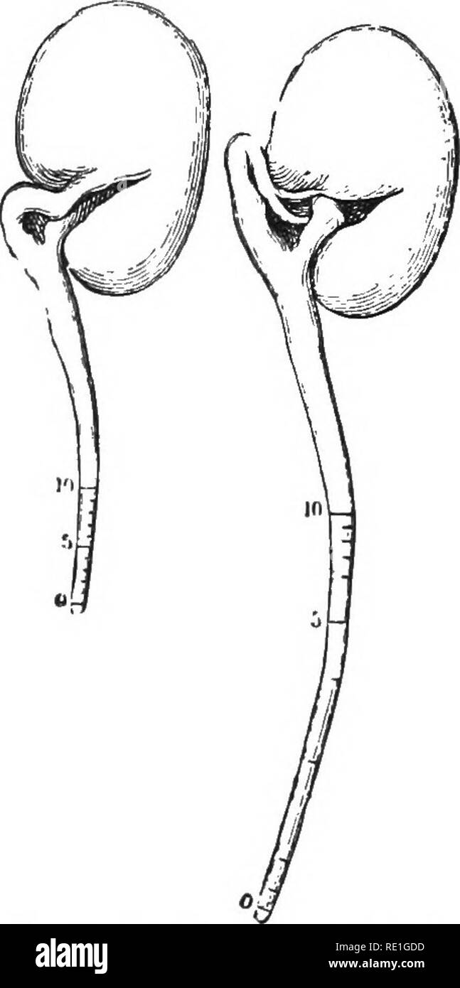 . Physiologie végétale primaire. Physiologie végétale. La croissance. 25 feuilles de Calla ou Caladium en intervalles, comme dans le précédent, des expériences et faire dailvjneasurements pour déterminer la zone de croissance maximale et l'ot dail&gt;ua.te. Le pétiole n'elongatejijtHFiame alLslage^^au taux de son développement ? 14. La croissance des racines.-germer graines de pois de {Hsum), bean [Phaseolus), ou de squash ( Cucurbita) in fine, humide, nettoyer la sciure, jusqu'à la principale- les racines sont deux à trois centimètres de longueur. Retirer et laver les particules d'adhérer gratuitement, sélectionnez- tion de six spécimens les plus vigoureux avec des racines droites Banque D'Images