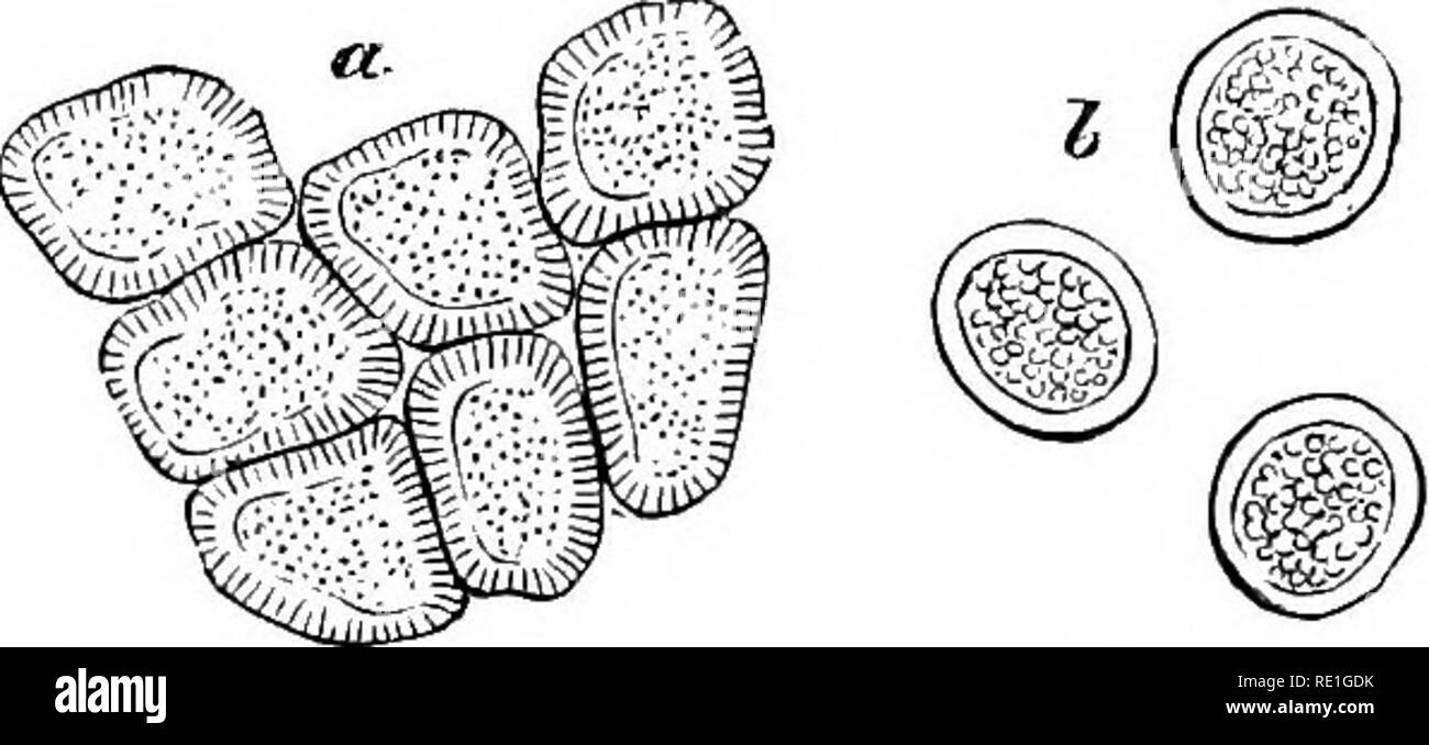 . Des champignons ; leur nature, l'influence, et l'utilise ;. Les champignons. Fig. 107.-cellules et de pseudospores Mcidlum berberidis. Montague a, cependant, décrit une Fuccinia herheridis Berheris cjlauca sur les feuilles d'de Chili, qui pousse dans l'entreprise 5^. Fio. 108.-cellules et de pseudospores Mcidium graveoUns ^.. avec cidium berberidis. À première vue cela semble contredire les conclusions ci-dessus ; mais le Mcidium qui à partir d'un même disque produit le puccinoid spores de repos, semble être différent de l'espèce, dans la mesure où les cellules de la paroi du sporange, le sont deux fois plus grandes, et les spores de- Banque D'Images