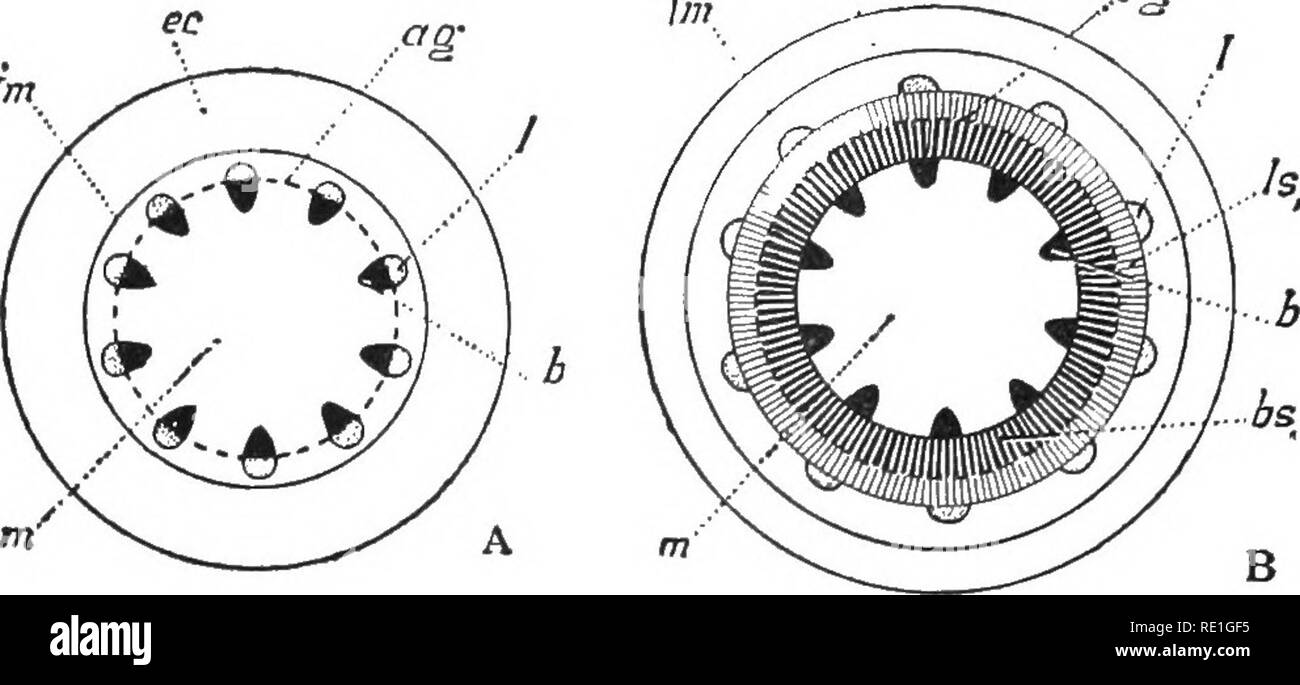 . Physiologie végétale primaire. Physiologie végétale. Im 12 Physiologie végétale primaire. Ce tm I. Fig. 3.-schémas indiquent- ing mode de croissance et la formation de sections secondaires- poursuit en tiges dicotylédone. Un^ immédiatement après forma- tion de tissus générative ; B^ à la fin de la saison d'fhrst ; C, à la fin de la deuxième saison ; ce^ ; cortex primaire / ?", limite du cylindre central ; h^ ; xylème primaire / du phloème primaire ; 711,^^ cambium moelle ; ag ; /j,, phloème secondaire à la fin de la première année ; h^^ du phloème secondaire à la fin de la deuxième année ; b^, . le xylème secondaire à la fermeture Banque D'Images