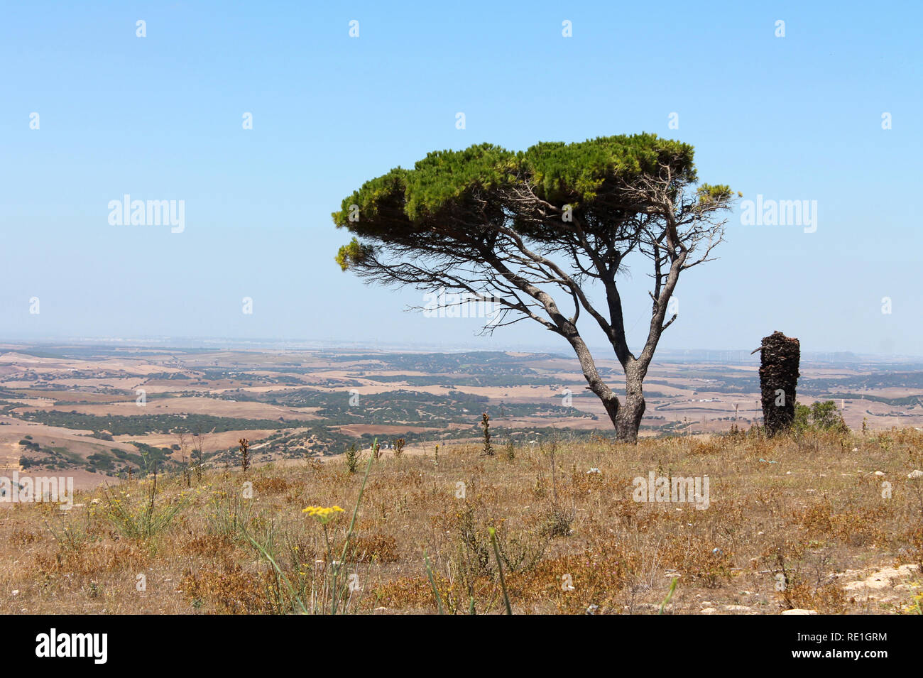 Einsamer Baum auf einem Hügel à Andalusien Banque D'Images