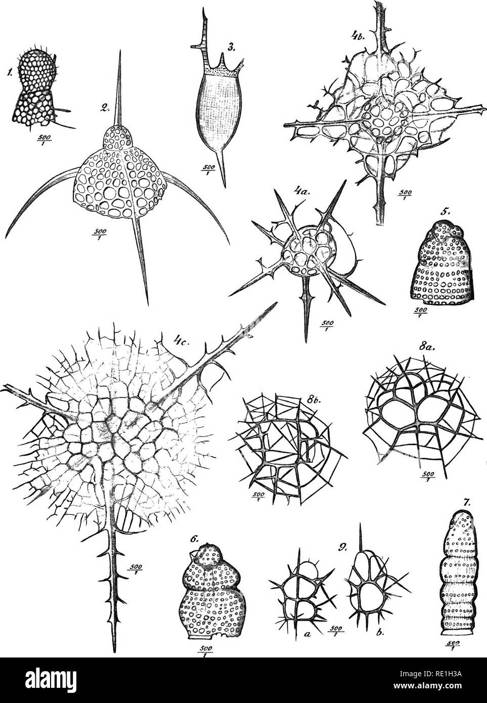 . Sur quelques nouvelles et peu connues des diatomées. Communiqué à l'Académie Royale des Sciences de Suède le 15 septembre 1880. Les diatomées. K. L'EFP. Akad. Handl. Bd 32, M 3. PI. 11. Veuillez noter que ces images sont extraites de la page numérisée des images qui peuvent avoir été retouchées numériquement pour plus de lisibilité - coloration et l'aspect de ces illustrations ne peut pas parfaitement ressembler à l'œuvre originale.. Cleve, P. T. (p. 1849-1912), 1840-1905. Stockholm, Norstedt Banque D'Images