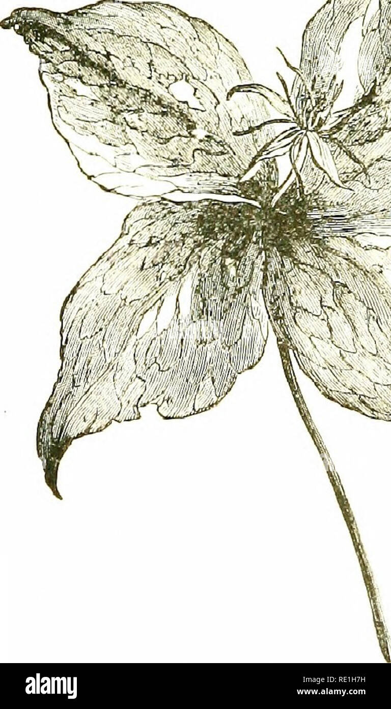 . Fleurs des champs. La botanique. 496 LILlAcETE^ &gt ;--. ii ; ri[)Fr.-ATeadows liinestoiie, surtout cm ; local.-Fl. Septembre, Octobre. J'ereiDiial. Les feuilles et les fruits sont toxiques pour le bétail. i8. NARTni^iciriM (Asphodel).-rigide, les plantes avec un sleiii rampante, ordre croissant, en forme d'épée ; equitant /eajvi» ; fleurs dans un periaiilli lcuvcs ; grappe de 6, gratuitement, s'élargissant, jaune doré, persistantes ; style ; je capsule 3-recloisonnées. (Nom du grec narthex^ une tige.) I. UN^. ossijragum (Bog Asphodel).-La seule espèce britannique, une élégante petite plante, 6-S dans tnfts. élevé, avec d'étroites, herbe-comme quitter Banque D'Images