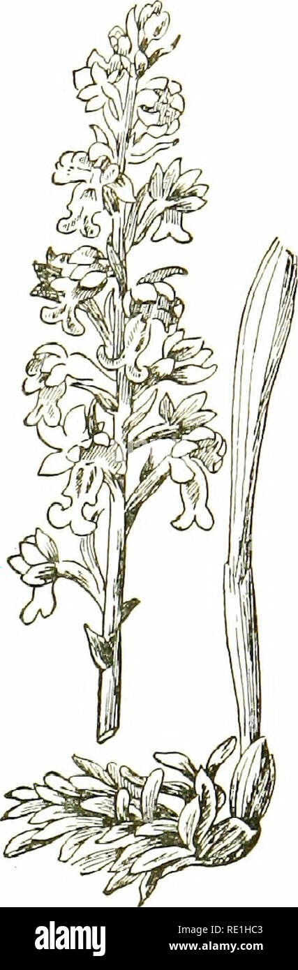 . Fleurs des champs. La botanique. Famille des orchidées 4633. CoRALLOKRHfzA (Coral-racine).-brun, les plantes vivant en matières végétales en décomposition, sans véritables racines ou feuilles, mais avec une tige souterraine charnue avec des branches entrelacées ; Brown, corail ressemblant à des feuilles de revêtement écailles ; quelques petites fleurs, pédonculées, à 3 lobes avec une lèvre minute spur united à l'ovaire ; une courte colonne ; et 4 pollinies distincts. (Nom du grec rhiza kordllioii, corail, racine,.) I. C. trifida (Spurless-racine de corail). La seule espèce britannique, une curieuse plante brune, 6-10. en haut, avec quelques écailles de feuilles et d'une grappe lâche de Banque D'Images