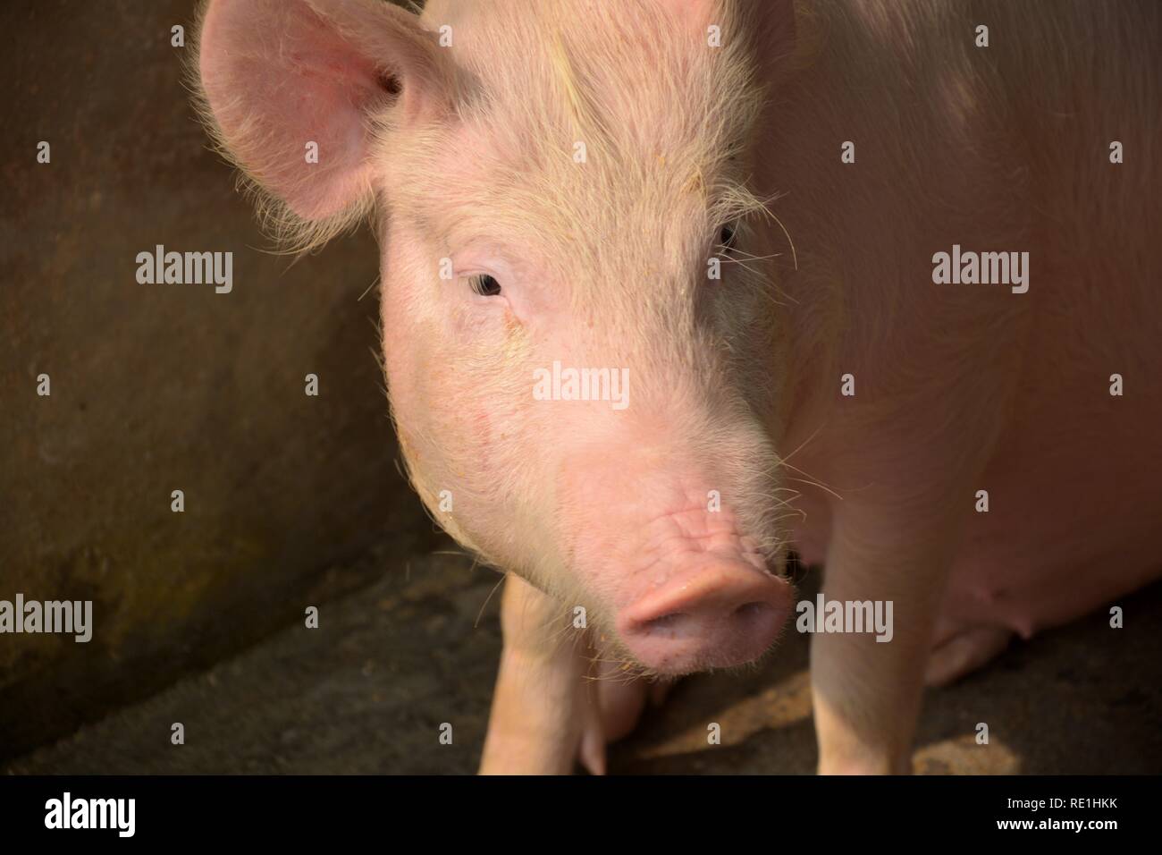 Une couleur blanche, porcelet piggy domestiqués ( sus scrofa domesticus ), Grand Yorkshire blanc cochon dans une porcherie, sélective et l'arrière-plan flou Banque D'Images