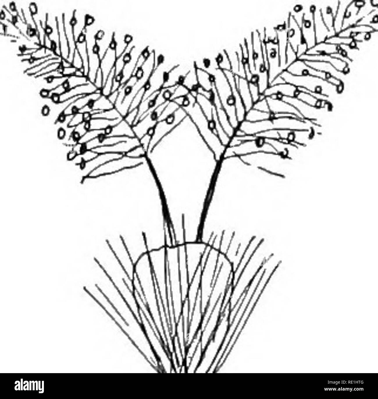 . Des expériences avec des plantes. La botanique. 290 EXPBBIMENTS AVEC DES PLANTES. les grains. Fig. 162 montre l'aspect de ces dans l'avoine. Placé dans une goutte d'eau sur une diapositive, recouvert d'un couvercle de verre et examiné sous le microscope de la haute puissance, un grand nombre de grains de pollen sont perçus comme l'envoi de longs tubes (Fig. 163) qui poussent le long de la brosse de style- Ward l'ovaire. Que se passe-t-il après que l'on peut voir qu'OvaryTseed-case) o£ !Â" g^od SCCtioUS d'avoine, mais avec style plumeux. jj^^dcSCribcd y jjg lu quelques mots. À l'intérieur de l'ovaire se trouve (comme vous pouvez voir à la loupe) une petite semence ou ovul Banque D'Images