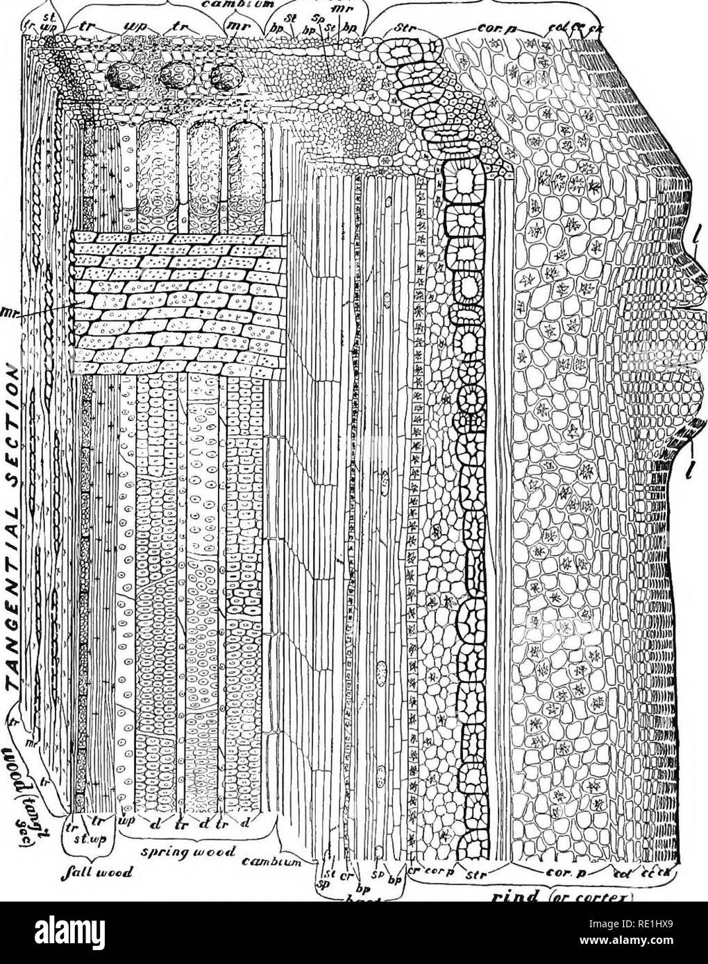 . Des expériences avec des plantes. La botanique. les mauvaises herbes d'automne apri/IV/ec , l'EETT . r*ij9t//foffex^^ c). Jusqu'Jhll^P cad €O^^^^f' iast "-^ rt'rtrf (ou certex) J'ONCi T UD/ ^ NAL£C T/i ; sur^5. Branche de chêne : {{ck) cork, Cork, cambium cc) {coUenchyma {, coV) cor.'p), parenchyme cortical istr) renforcement de cellules, {gy') crystal-cellules de roulement, {hp) bast- paren chyma. (5/&gt ;), la plaque de la grille {si) tamis-tube, (d) conduit, {{tr), des trachéides du bois wp), parenchyme {st.wp) parenchyme bois contenant de l'amidon, (M.), rayons médullaires (V) lenticel.. Veuillez noter que ces images sont extraites de la page numérisée des images qui peuvent avoir été di Banque D'Images