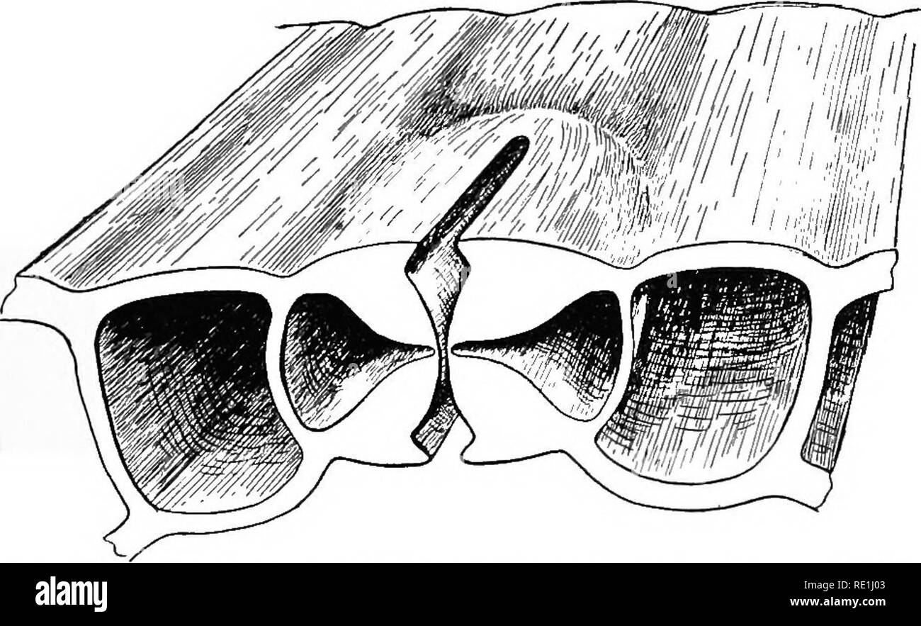 . Des expériences avec des plantes. La botanique. De travail TBE LEA VJSS 209 exploite l'eau de la cellules voisines et provoque le garde-cellules d'élargir et d'ouvrir les stomates. En revanche, lorsque des conditions défavorables, la prise de sucre cesse, et si l'eau commence à manquer la garde côtière-effondrement des cellules et fermer les stomates. La façon dont l'ouverture et la fermeture est effectuée peut être expliqué par référence à la Fig. 120, qui montre une stomie d'Iris à la fois dans la position ouverte et fermée. La garde côtière-cellule (comme vu dans la section. Fig. 121) a un mur épais sur le côté en direction de la stomie et un Banque D'Images