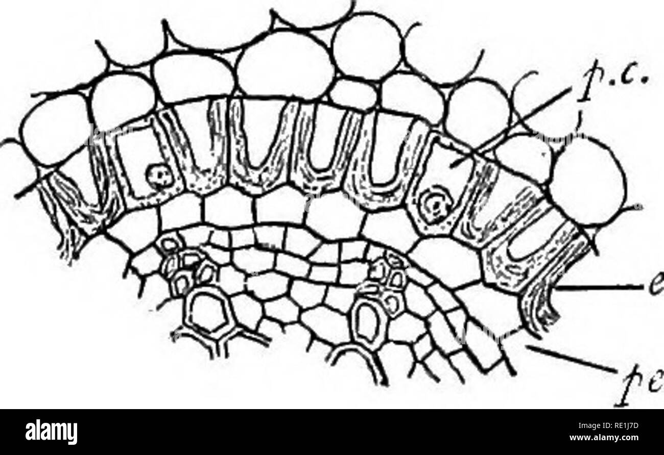 . Un manuel de botanique. La botanique. Manuel de botanique 338 stèle. Comme nous le verrons plus tard, les feuilles sont dérivés de l'periblem dermatogen et de la tige, le plerome ne prenant pas part à leur formation. Nous constatons que certaines parties de l'periblem donnez la parole à la manière d'vasciilar tissu, bien que le lieu d'origine de ce dernier est le plerome. Des vaisseaux continu avec ceux de la feuille sont connus sous le nom de leaf-trace. Dans de rares cas, certains volets des tissus vasculaires sont trouvés dans le cortex, la tige vers le bas de la longueur développée sur une certaine distance, parallèle à la télé. Voici les conditions générales Banque D'Images