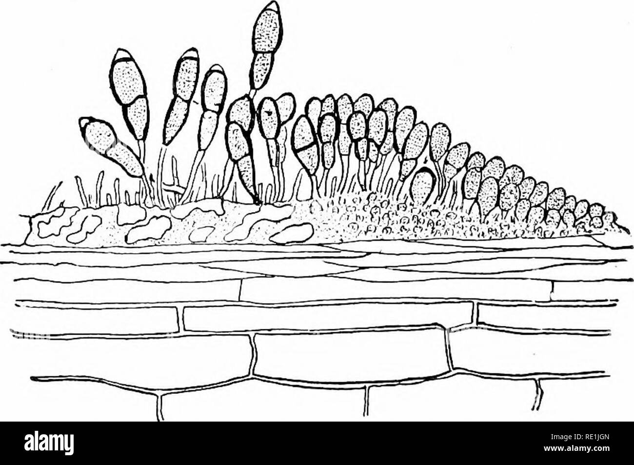 . Des études de l'usine ; une école primaire la botanique. La botanique. Fig. 250. La rouille du blé, montrant un jeune'insinue hyphe de la surface d'une feuille vers le bas entre les cellules nutritives.-Après H. Marshall dans l'étape d'un cycle de vie polymorphique il s'appelait le TJredc- stade, et les spores des urédospores, parfois "spores d été.". Fig. 251. La rouille du blé, montrant les spores d'hiver (teleutospores).-Après H. Marshall Ward. Vers la fin de l'été le même mycélium développe les sporophores qui portent un tout autre genre de spore (Fig. 251). C'est deux cellules, avec un très lourd noir. Veuillez noter que Banque D'Images