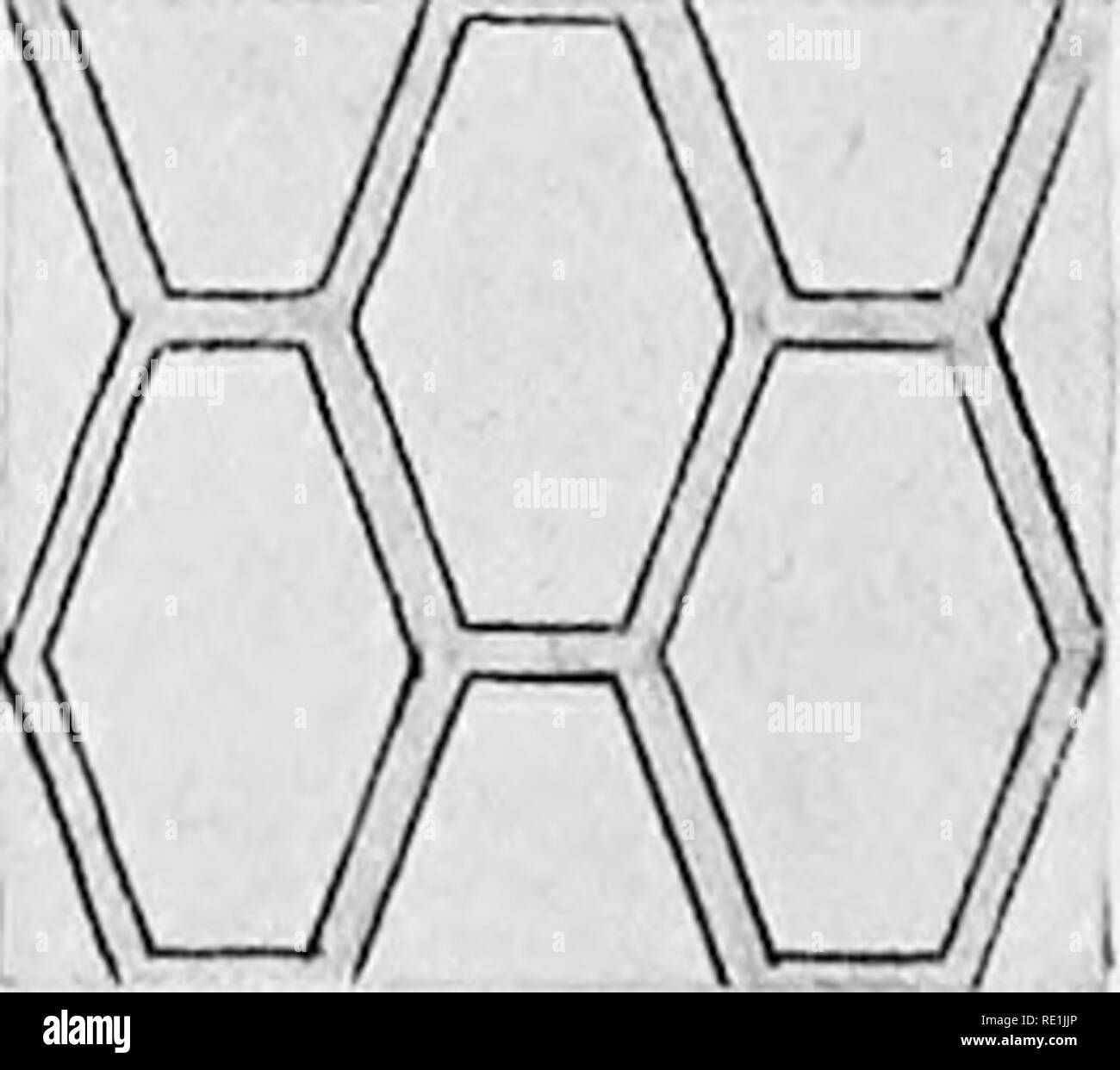 . L'eau douce et Heliozoa Rhizopoda britannique. Rhizopoda ; Heliozoa ; animaux d'eau douce. J'^EESHWATEE BRITANNIQUE 40. EHIZOPODA {Lancashire et Broion) ; N. W. et Yorksbire ; Derbyshire (Rutlandshire Broum) ; ; ; ; Bedfordshire Cambridgeshire Essex (Scoitrfield). Buckingham- shire ; à l'île de Wight ; "Devonshire, Cornwall. Le Pays de Galles.-fréquent dans le Nord du Pays de Galles. L'Écosse.-Shetland ; St Kilda (Brown) ; Îles Hébrides ; Loch Ness, Inverness-shire {Penarcl, Brown) ; Elginshire, Aberdeenshire, Perthshire, et {Broivn l'Argyllshire) ; Skye, Hébrides intérieures ; île de mai, Bass Rock, et Wigtownshire [Broion). Ireal Banque D'Images